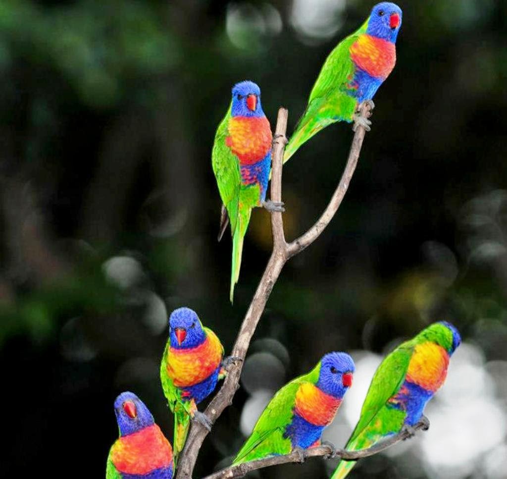 Beautiful Parrots Wallpapers Hd - HD Wallpaper 