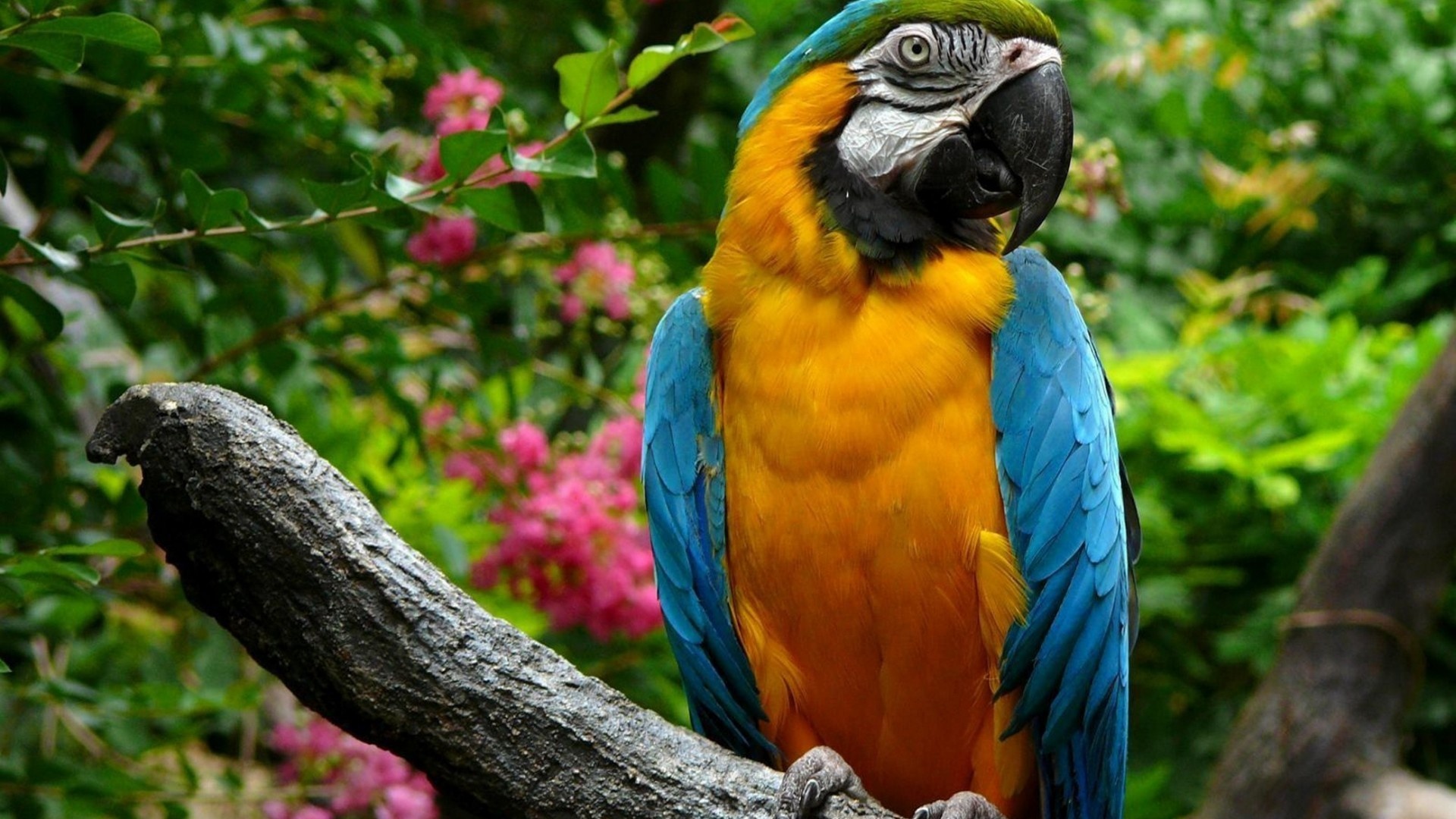 Desktop Hd Most Beautiful Parrot Wallpapers - Animal Hd Images Download - HD Wallpaper 