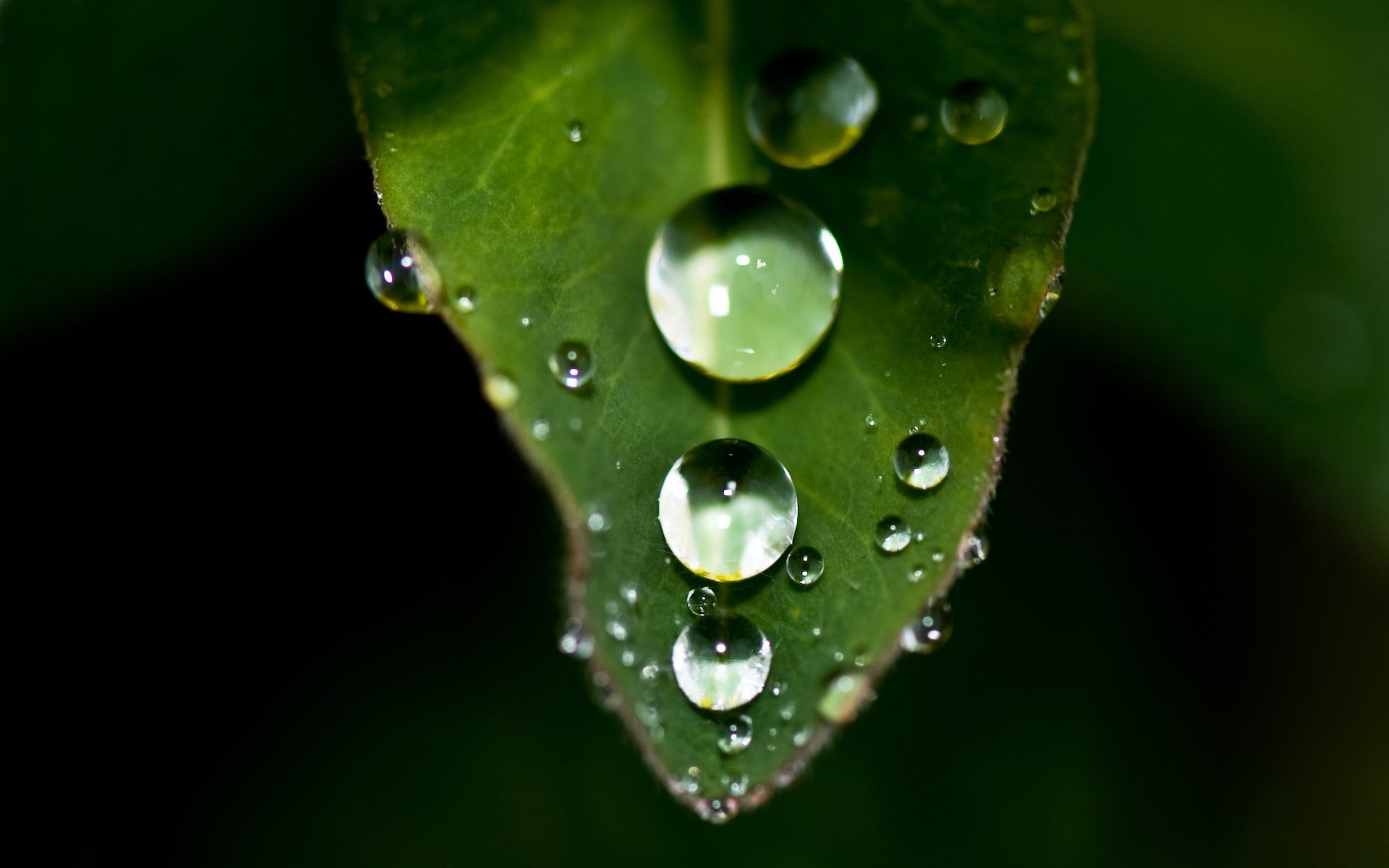 Dew Drops On Leaves - HD Wallpaper 