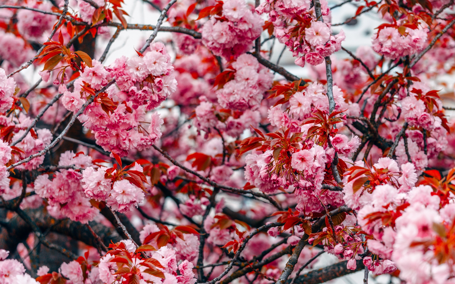 Background Pink Flowers Tree - HD Wallpaper 