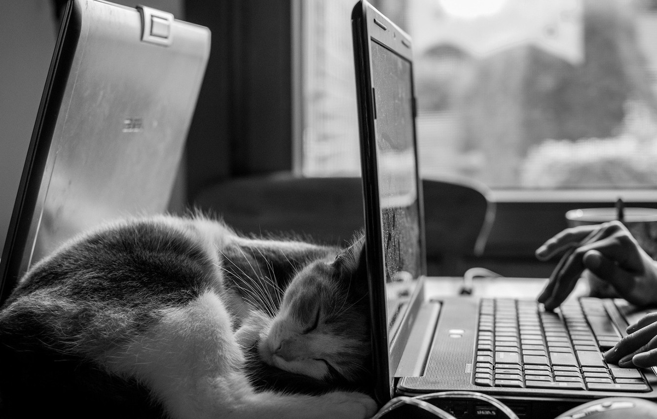 Photo Wallpaper Cat, Sleep, Black And White, Cat, Laptop - Black And White Laptop Desk Photography - HD Wallpaper 