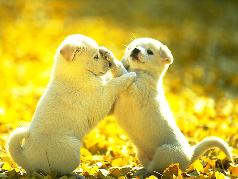 Puppies Friends - HD Wallpaper 