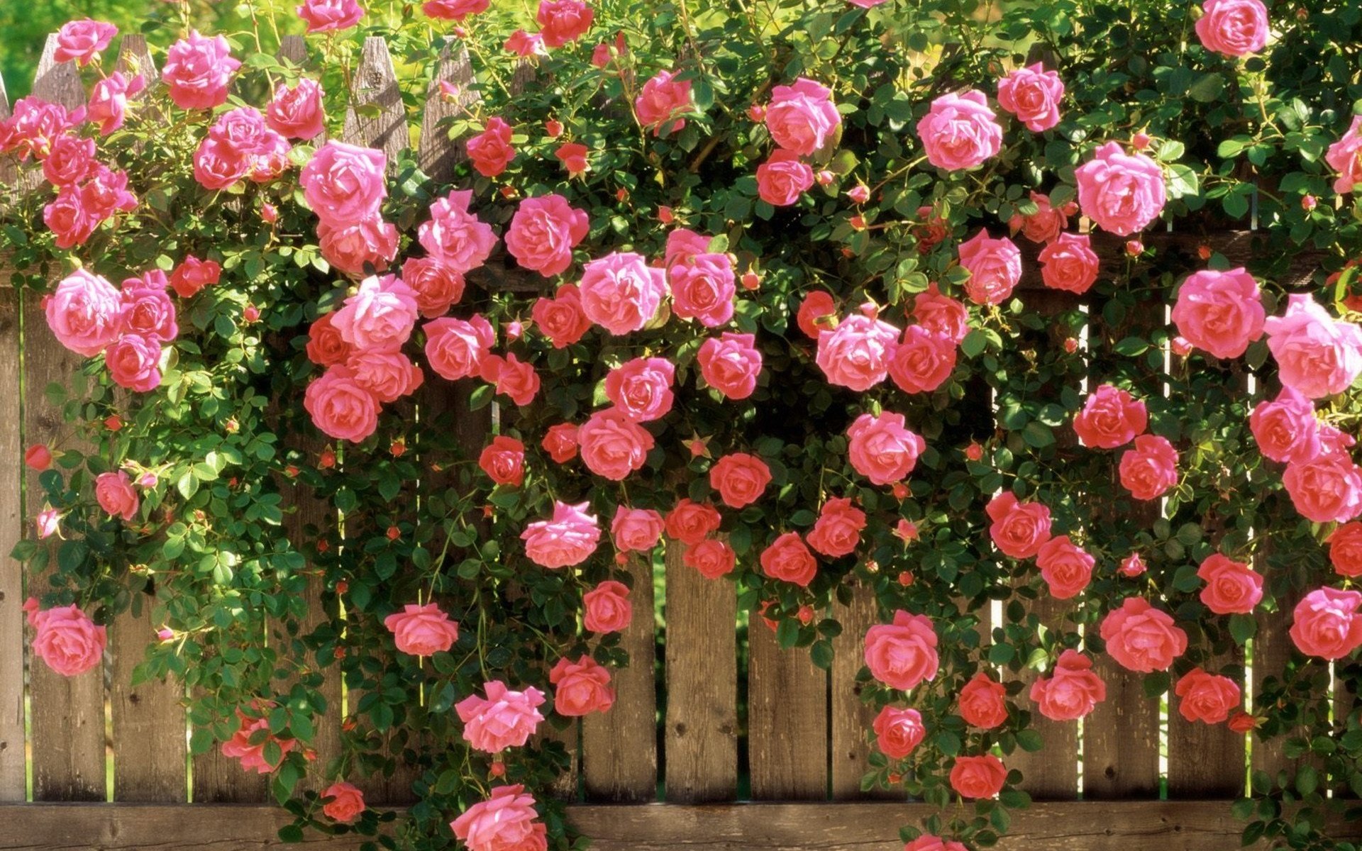 Rose Garden Wallpaper Hd - HD Wallpaper 