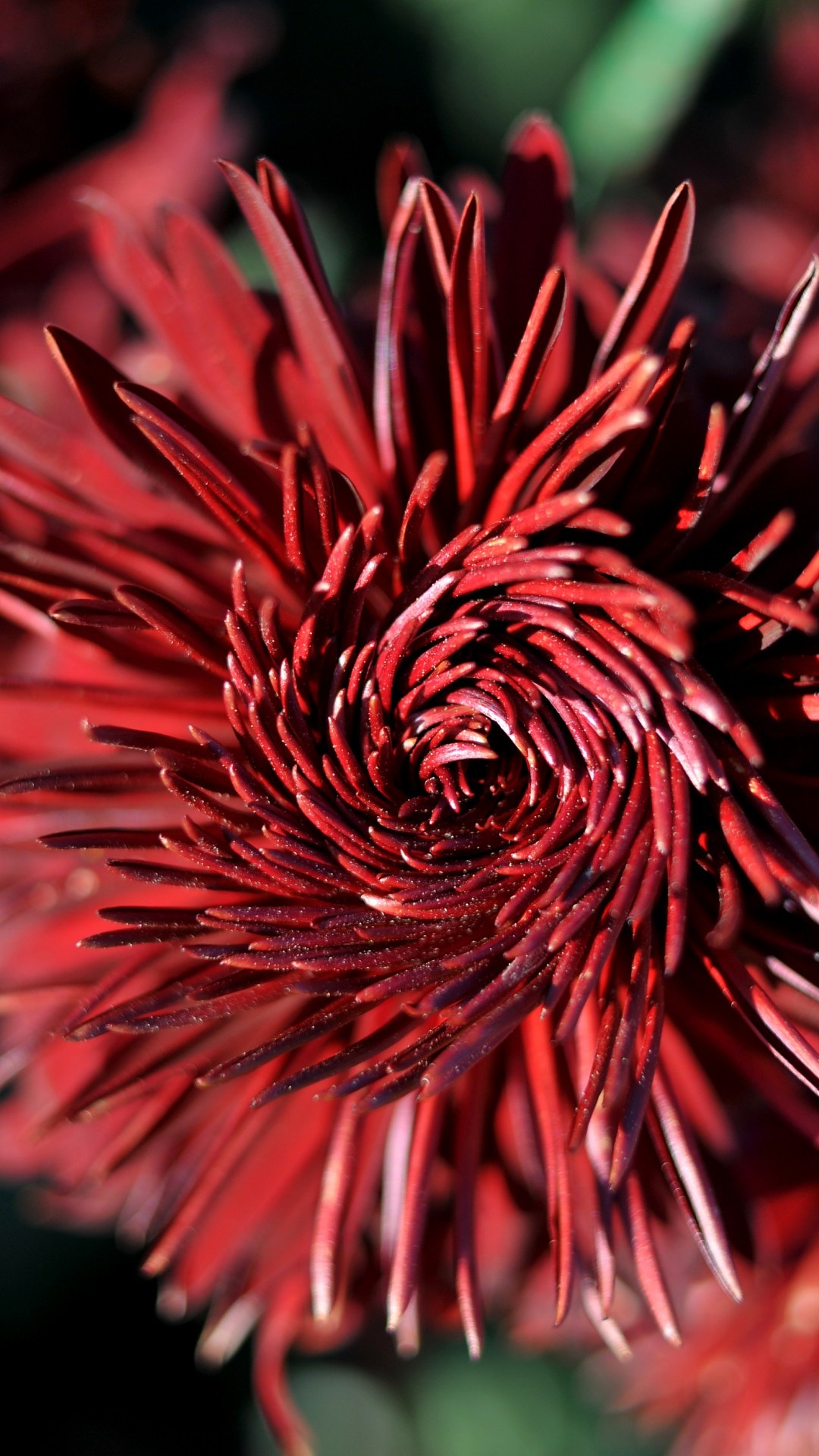 Wallpaper Desktop Percuma - Обои С Хризантемами Айфон - HD Wallpaper 