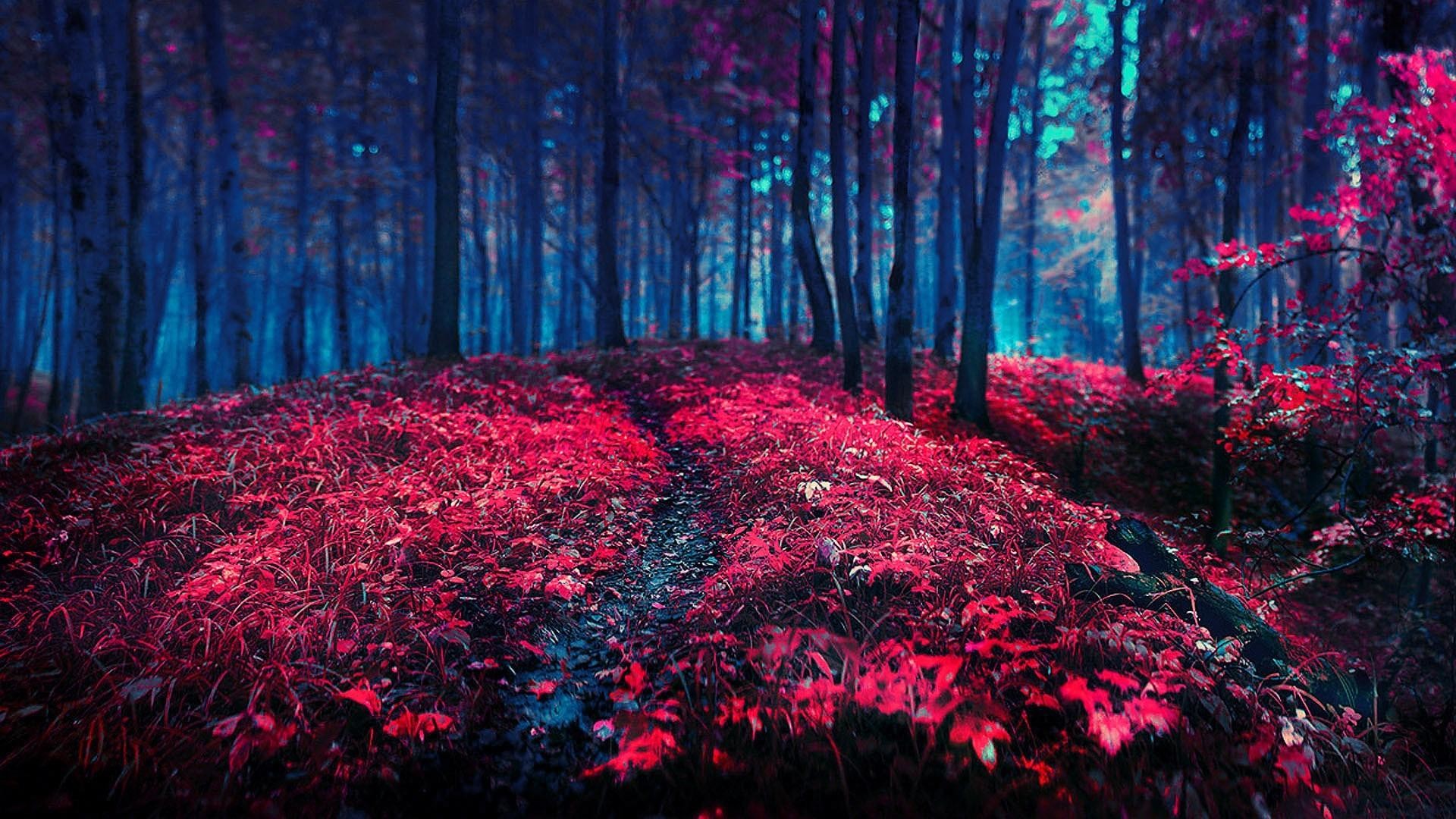 1920x1080, Red Nature Wallpaper 
 Data Id 367631 
 - Lovely Nature Images Hd - HD Wallpaper 