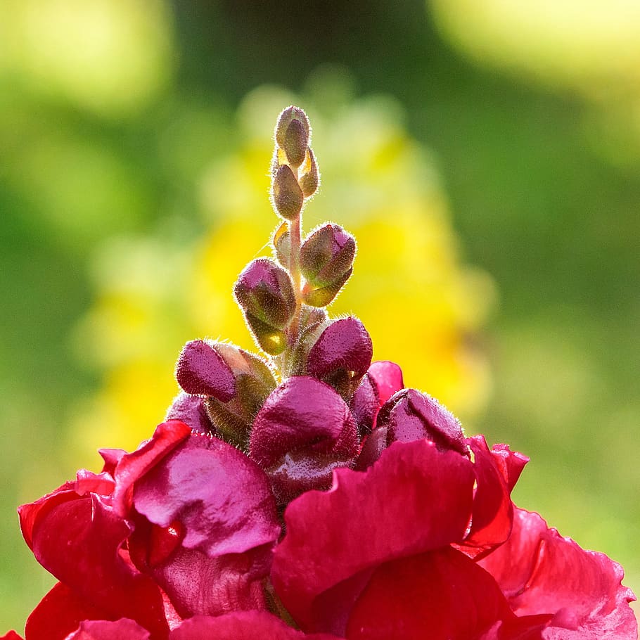 Red, Beautiful Flowers, Fresh, The Morning, Natural, - Morning Fresh Beautiful Flowers - HD Wallpaper 