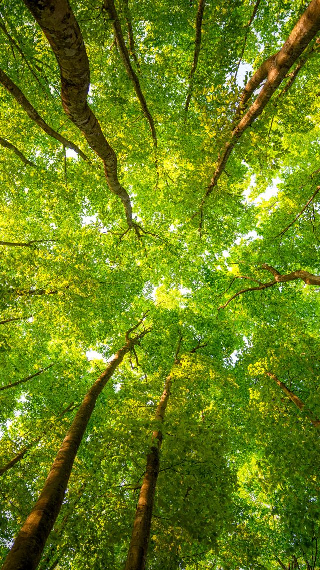 Trees, 5k, 4k Wallpaper, 8k, Sunlight, Leaves, Forest, - Invitation To Plant A Tree - HD Wallpaper 