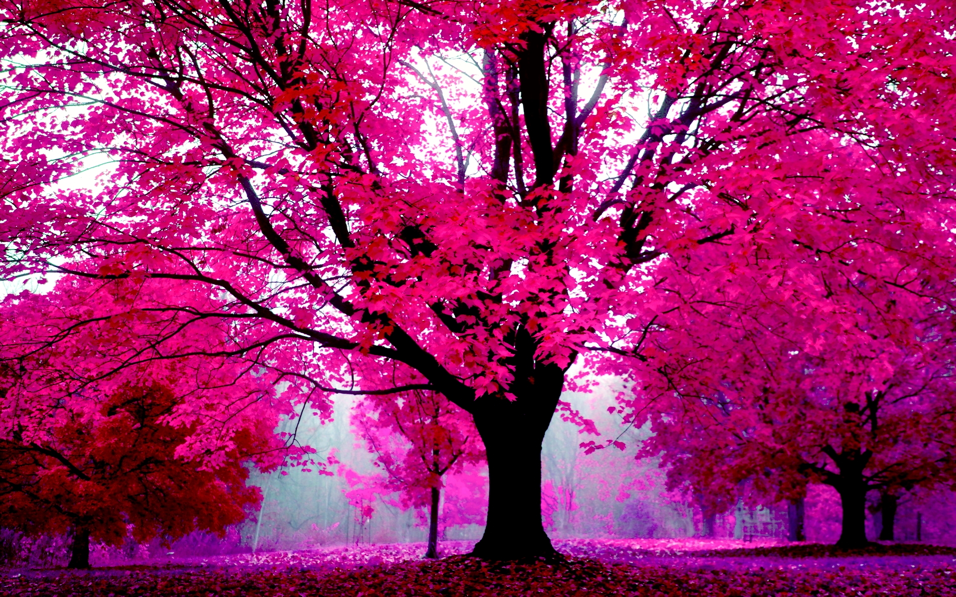 Nature Pink Background - 1920x1200 Wallpaper 