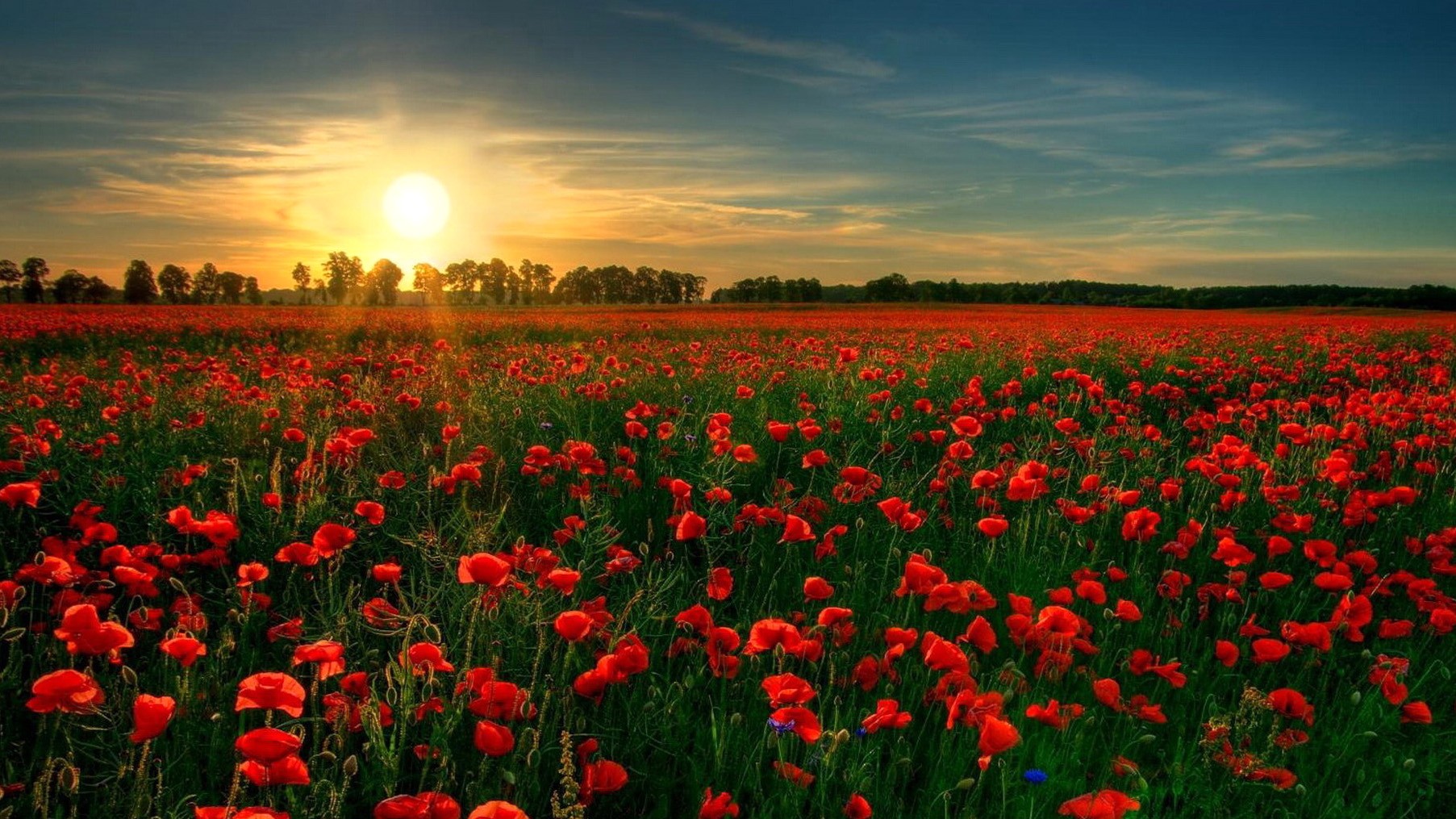 Red Poppy Garden Flower Wallpapers Nature Images Plants - Remembrance Day Wallpaper Poppy - HD Wallpaper 