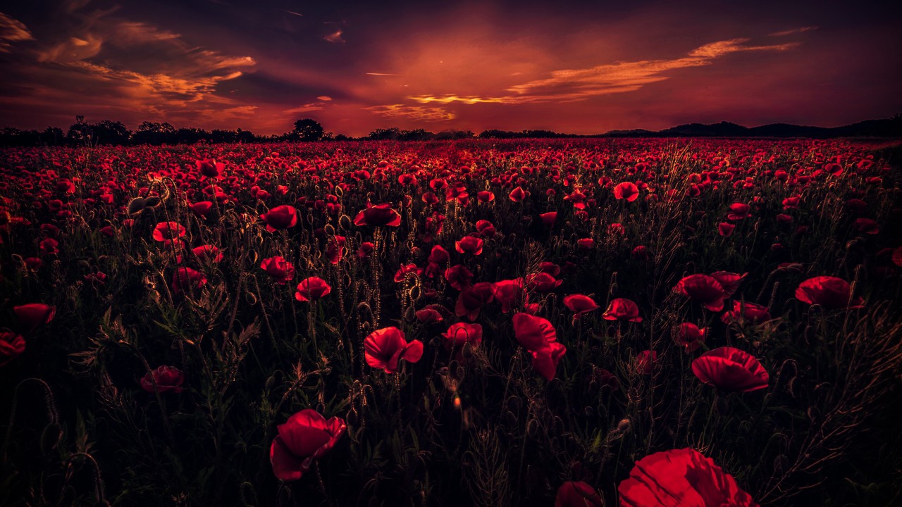 Red Poppy Field At Sunset - HD Wallpaper 