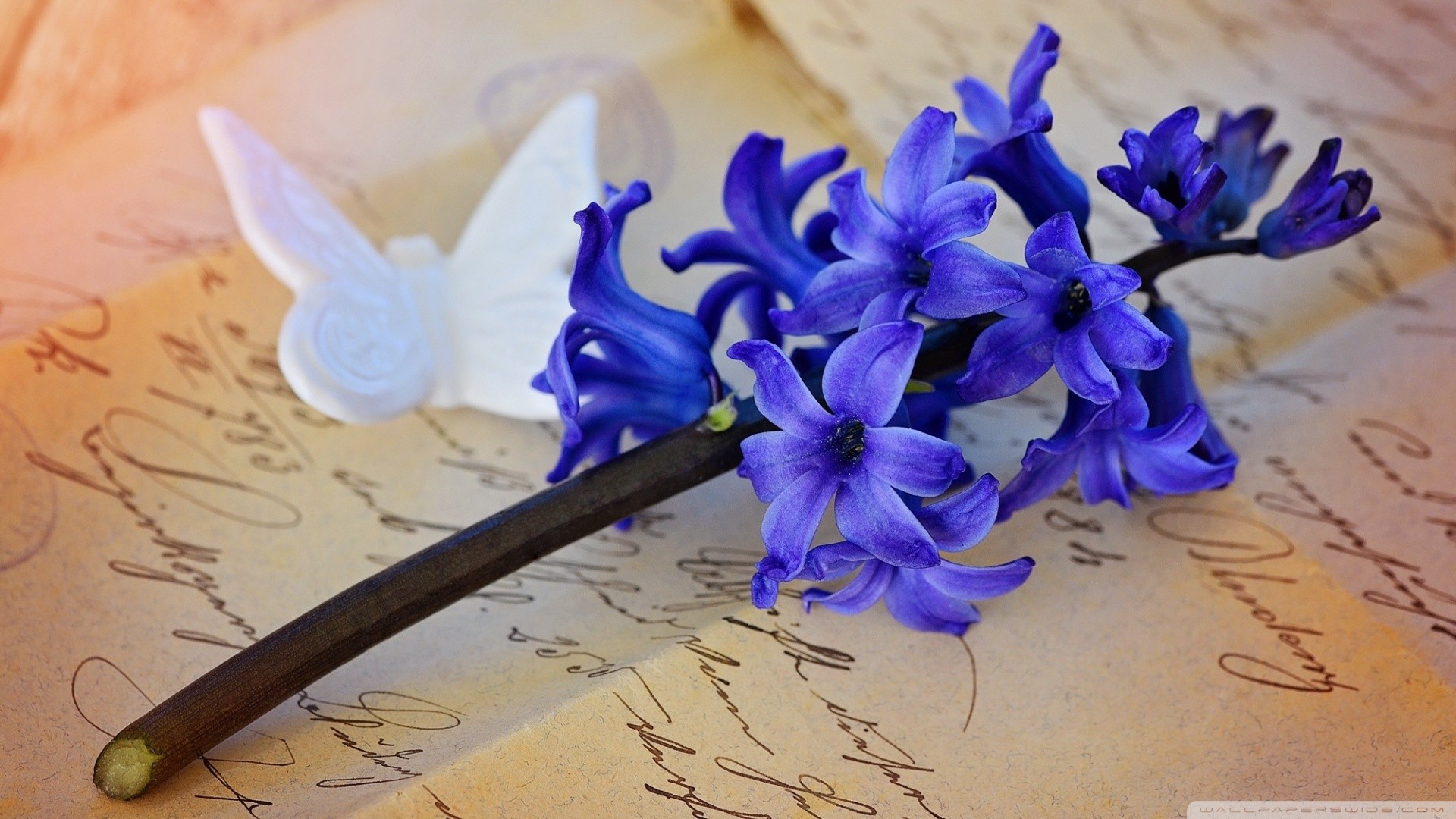 Hyacinth Hq Wallpaper Stock Wallpaper - Mor Sumbul - HD Wallpaper 