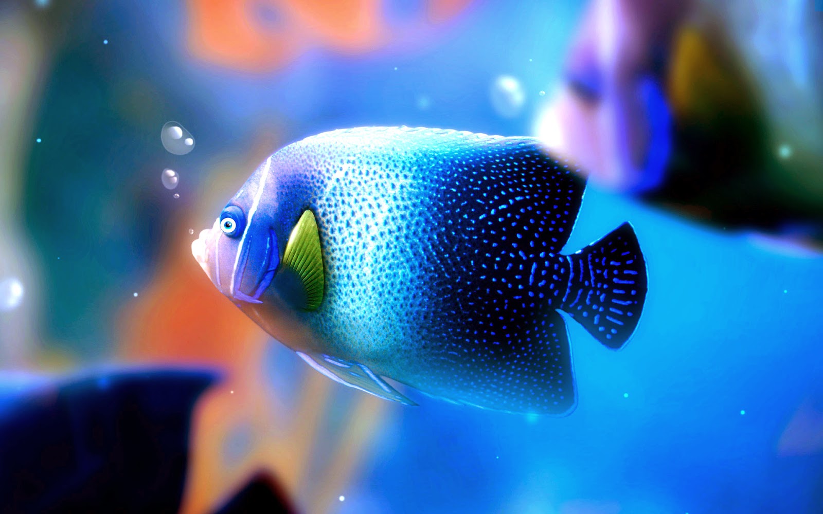 Remarkable Most Beautiful Hd Wallpapers - Fish Hd - 1600x1000 Wallpaper -  