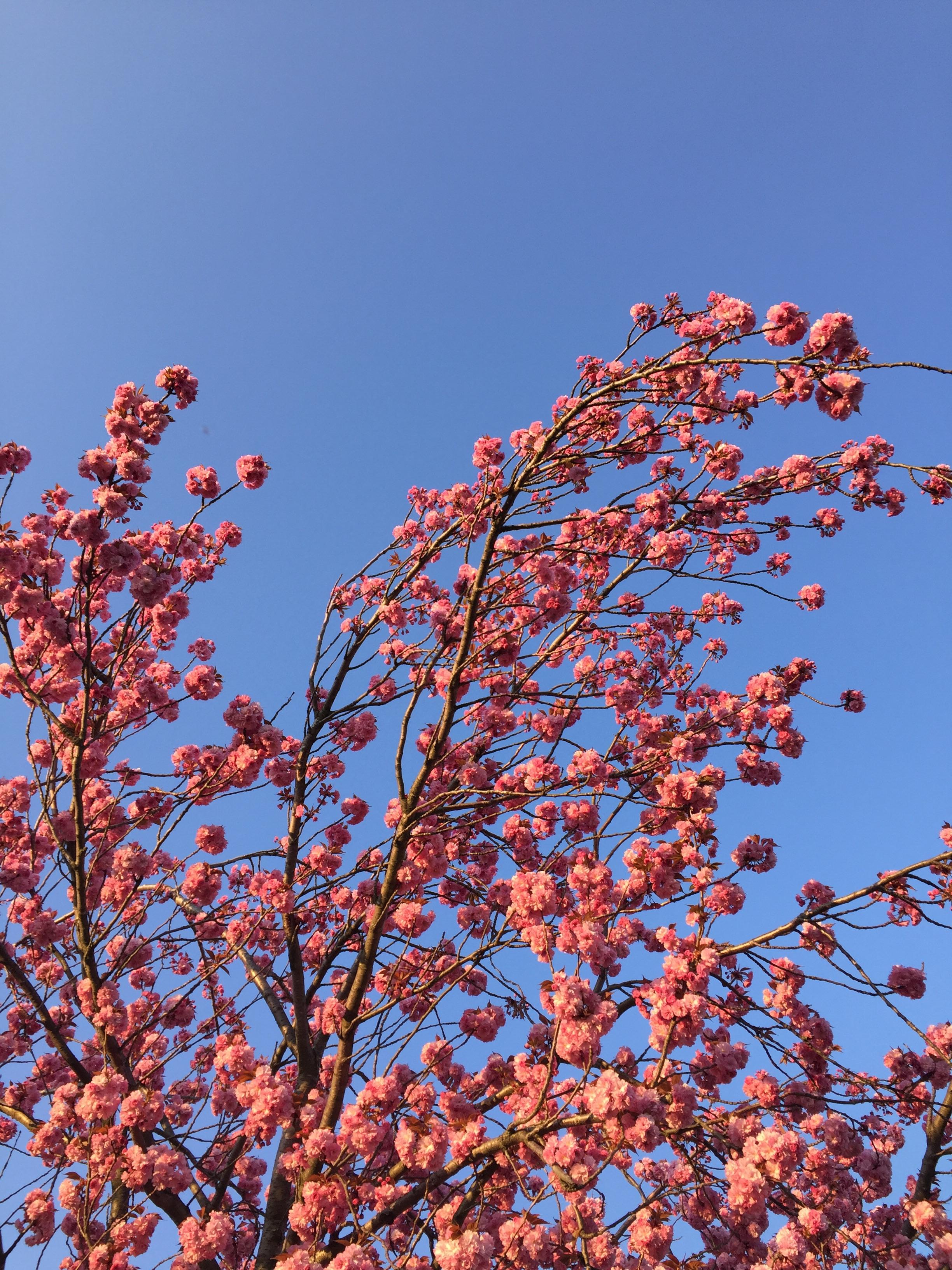 Blossom - HD Wallpaper 