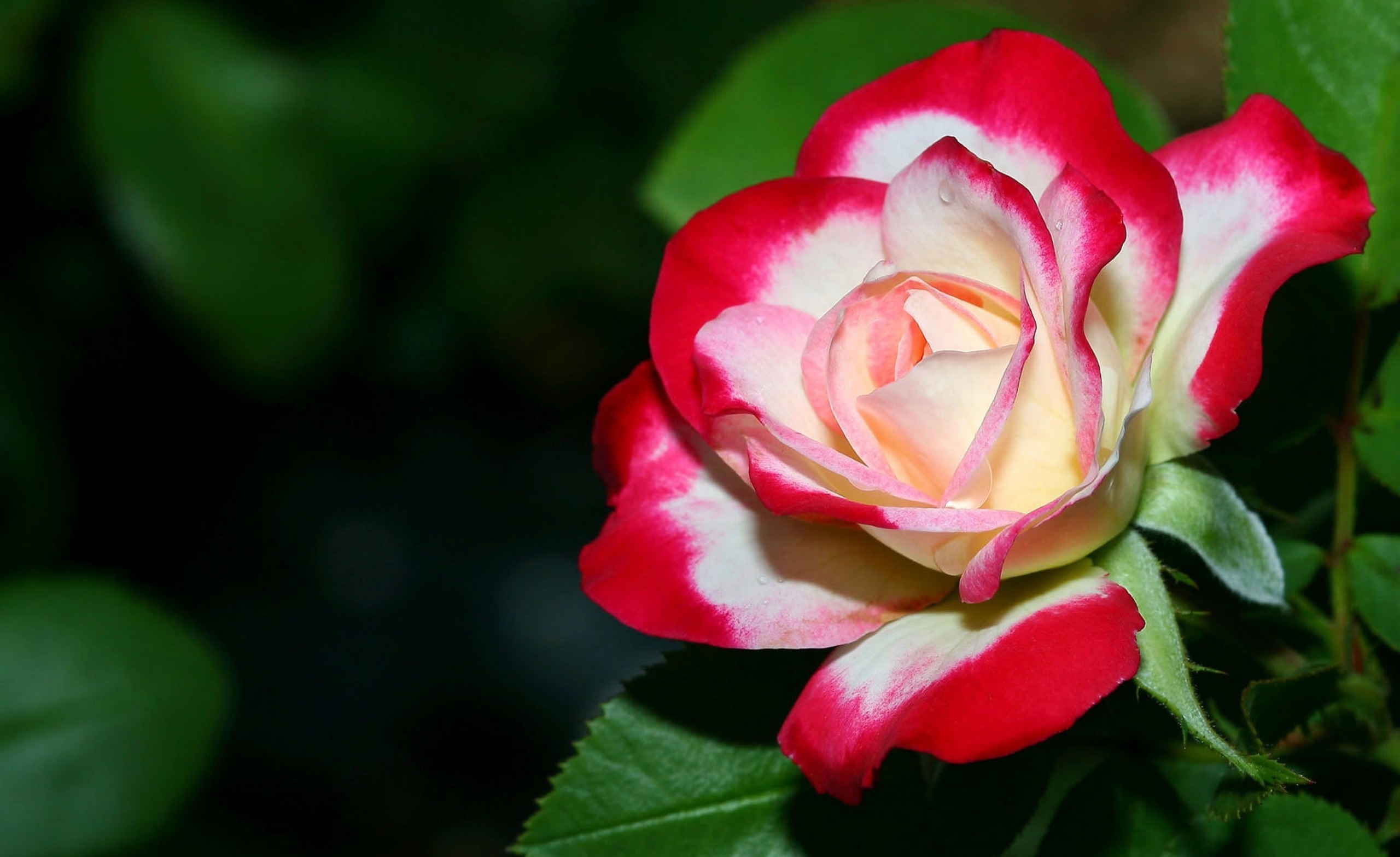 Desktop Red And White Rose Flower Images Wallpaper - Most Beautiful Flowers Roses - HD Wallpaper 