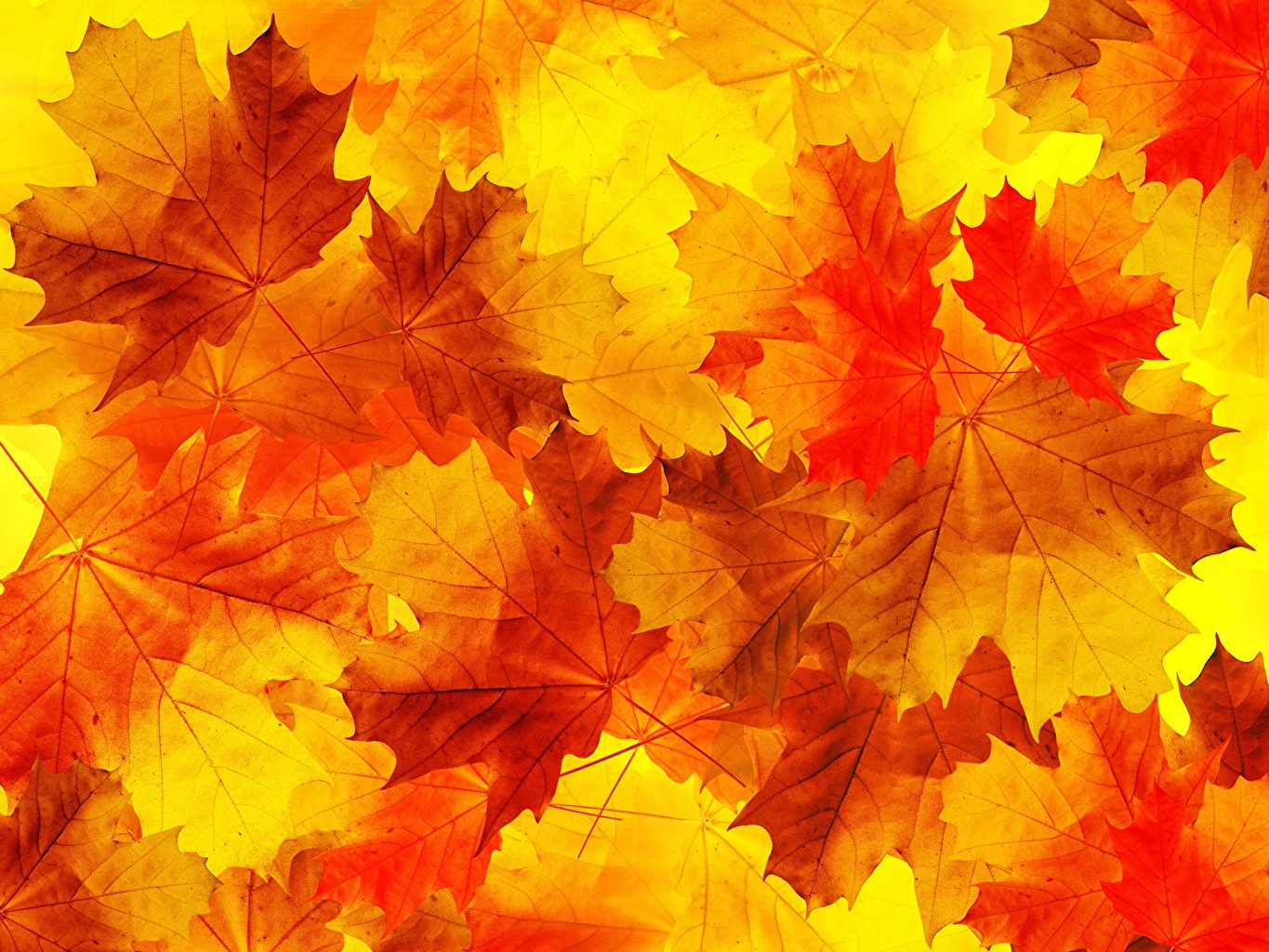 Листья Кленовые Обои - HD Wallpaper 