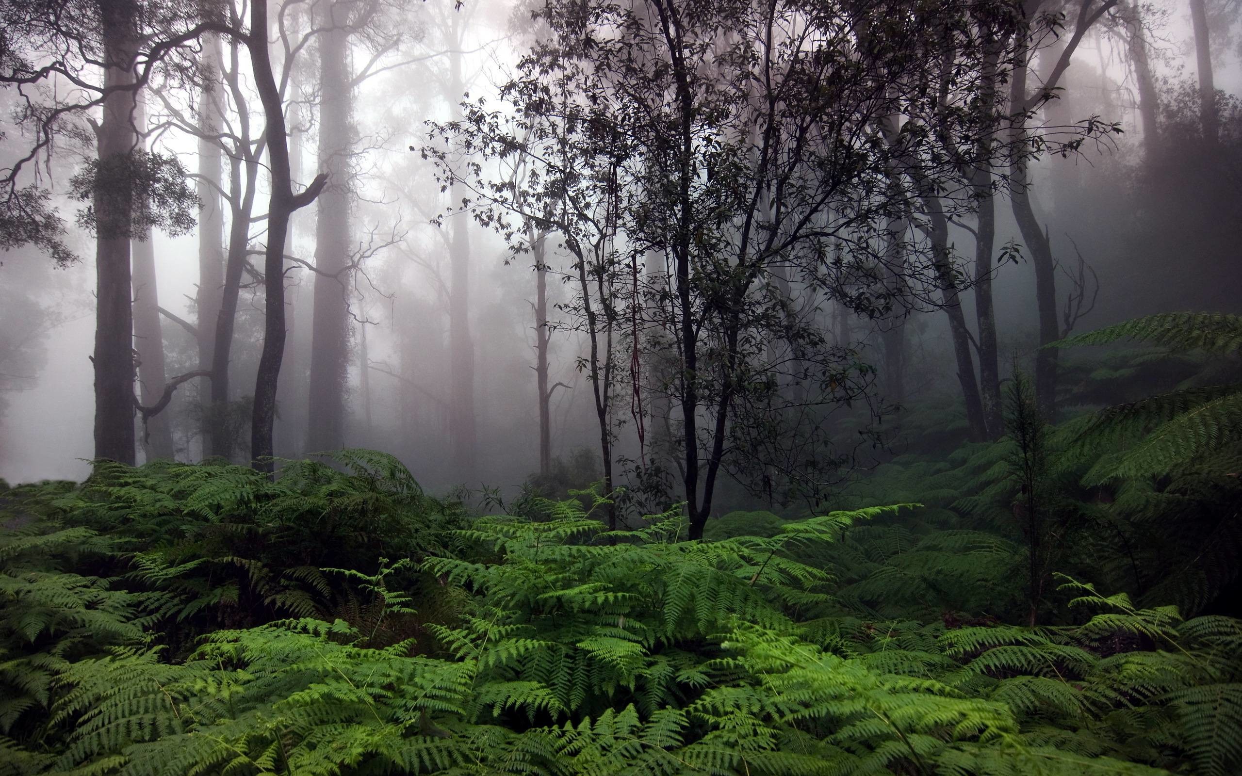 2560x1600, Rain Forest Wallpapers - Rainy Forest Background - HD Wallpaper 