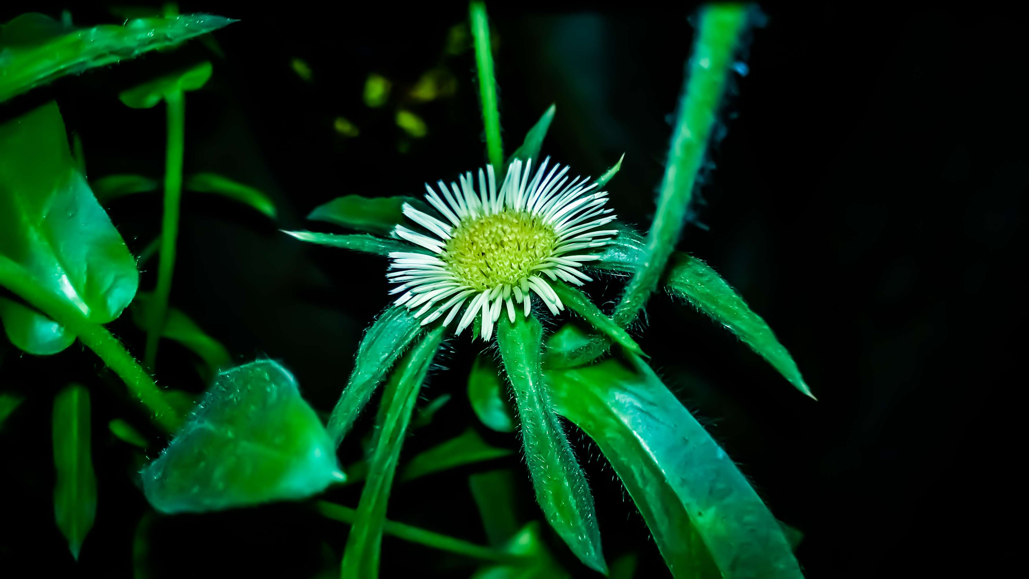 Passion Flower - HD Wallpaper 