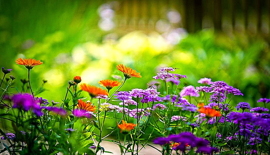 Flower Full Hd - HD Wallpaper 