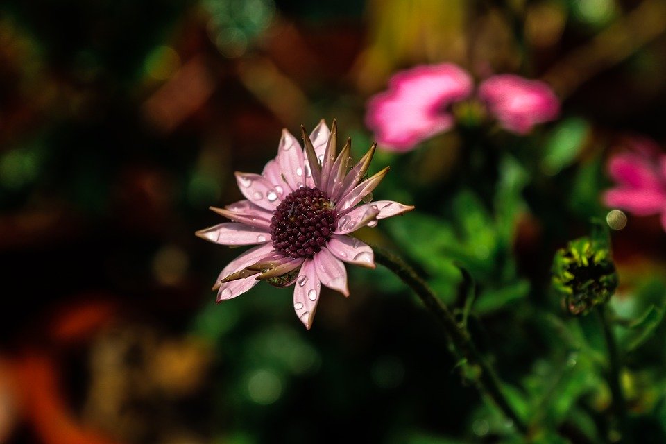 Single Flower - HD Wallpaper 