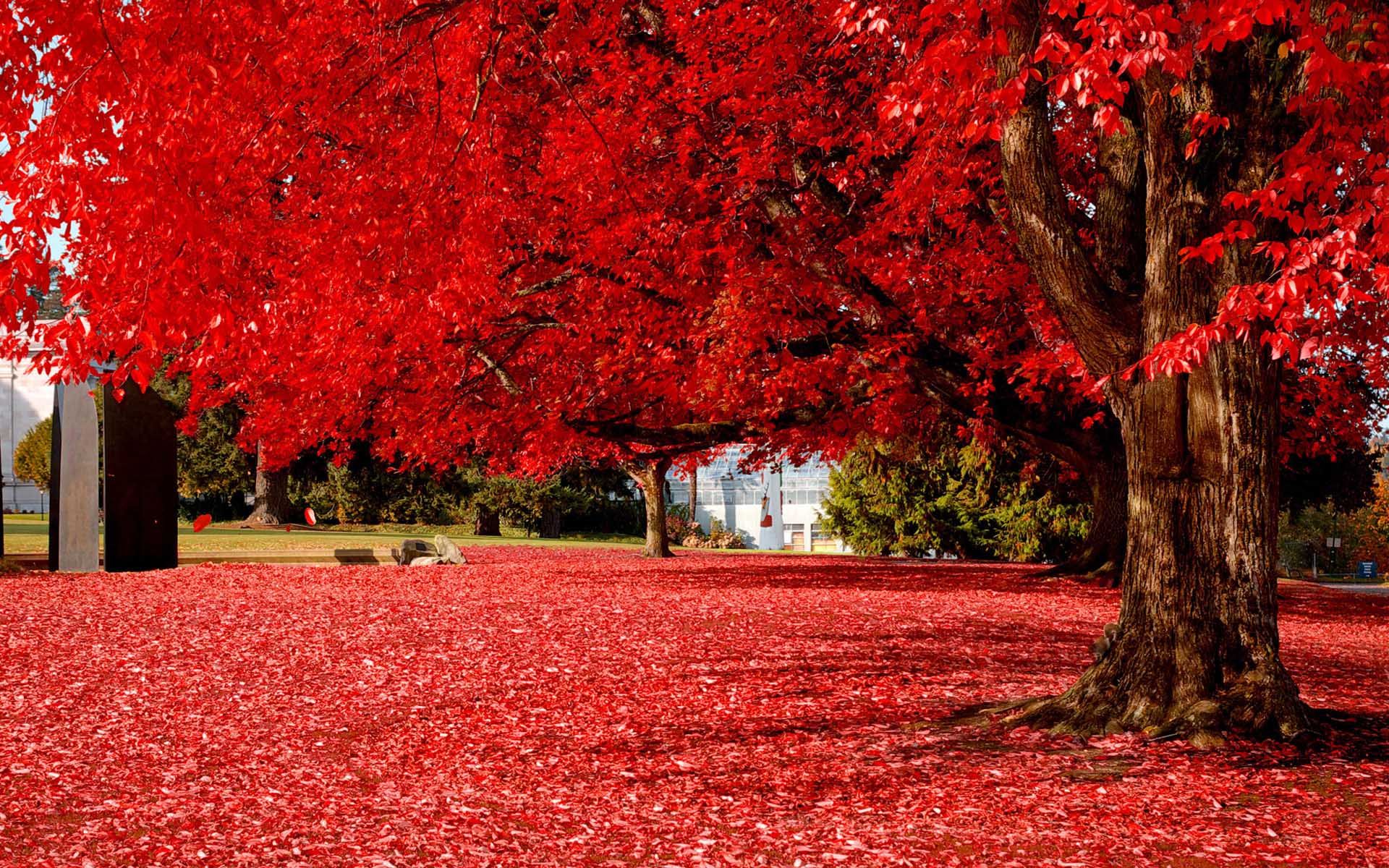 Amazing Red Tree Wallpaper - Red Nature Wallpaper Hd - HD Wallpaper 