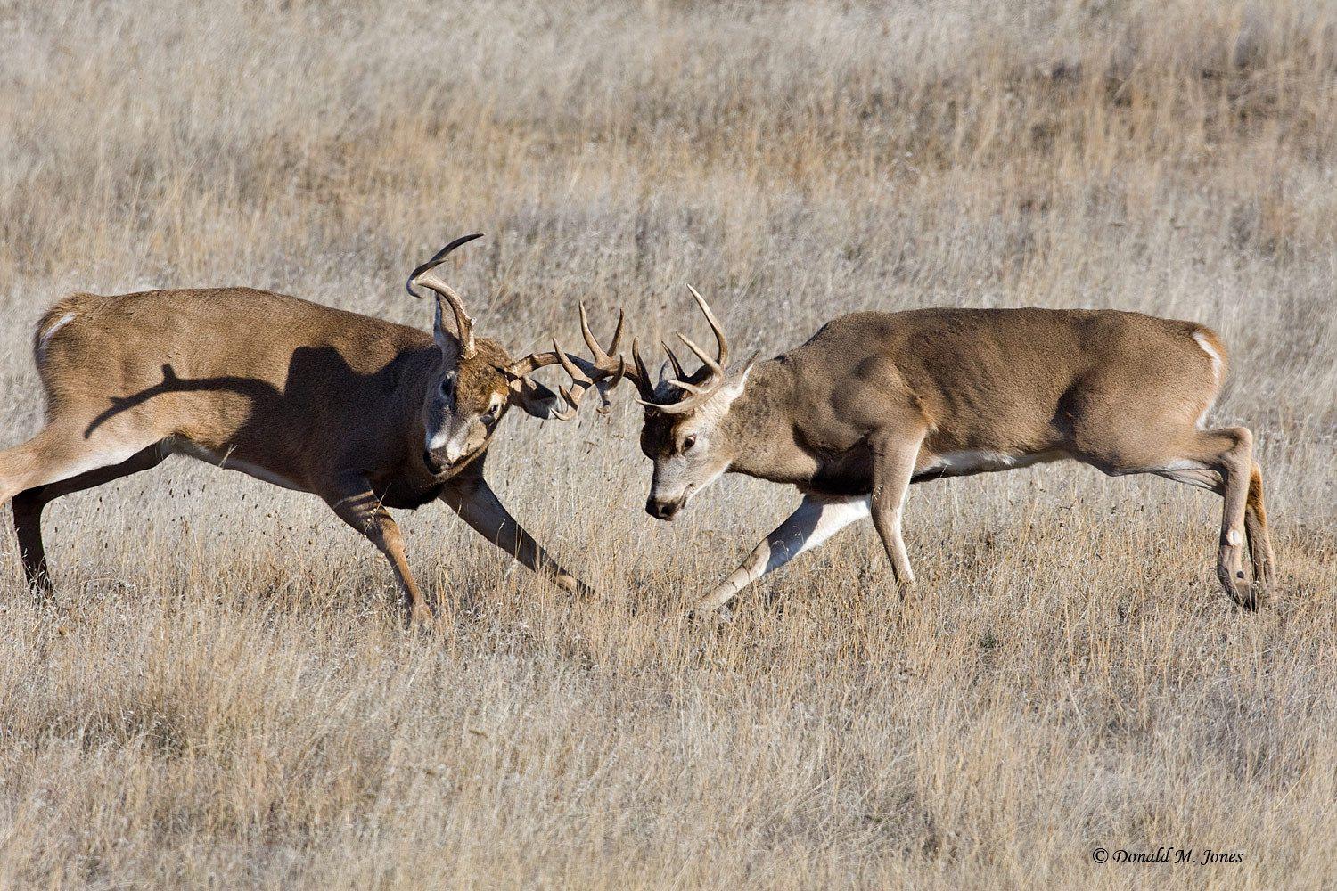 Whitetail Deer Buck Fighting - HD Wallpaper 