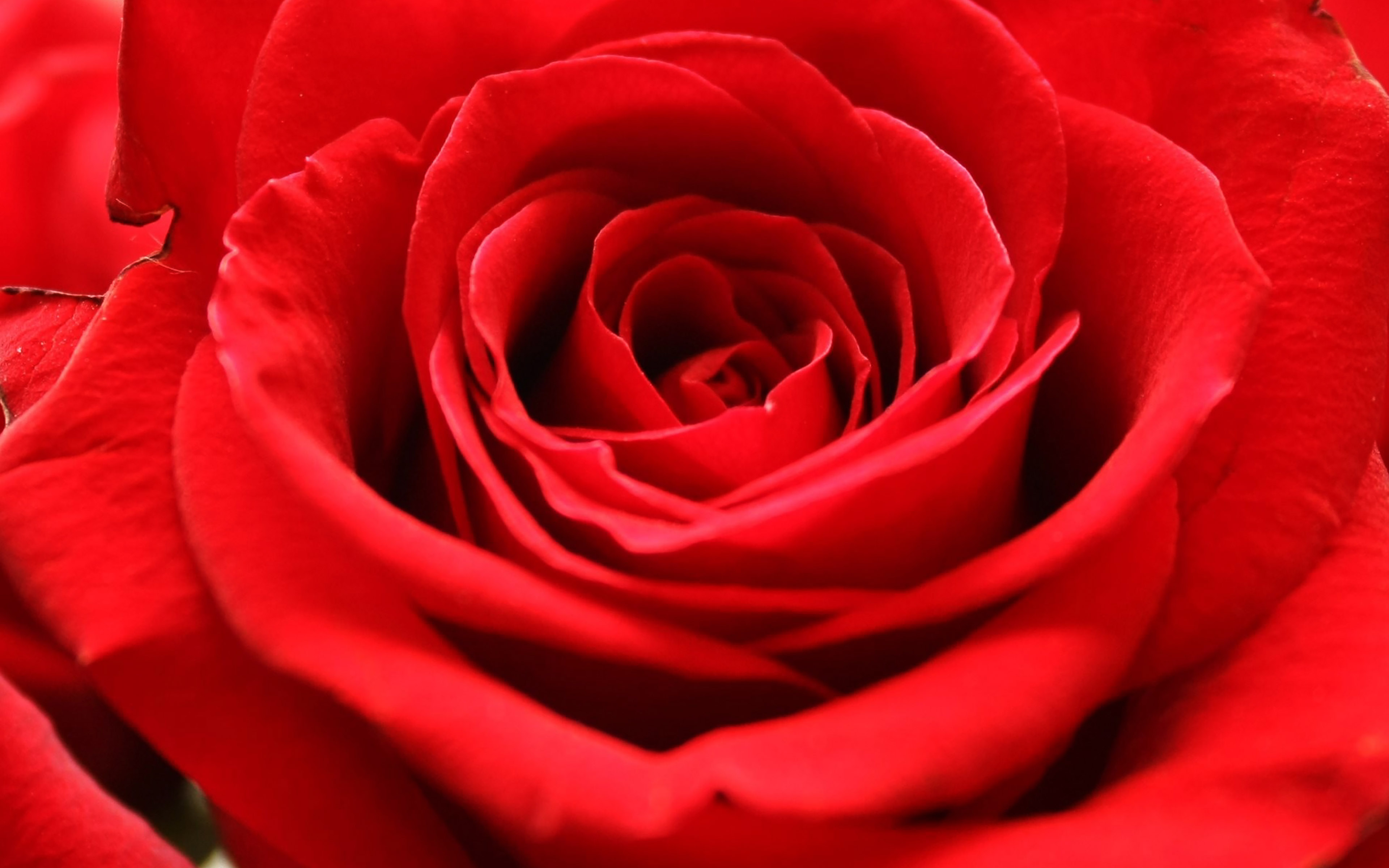 Red Roses Ultra Hd - HD Wallpaper 