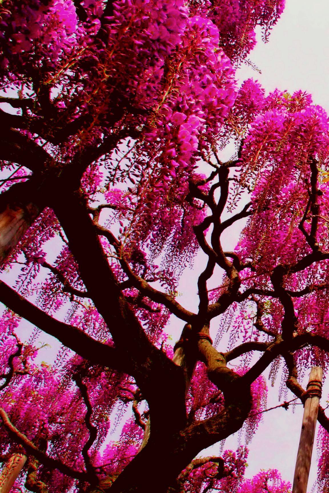 Pink Nature Tree Wallpaper Iphone Resolution - Pink Nature Wallpaper Iphone - HD Wallpaper 
