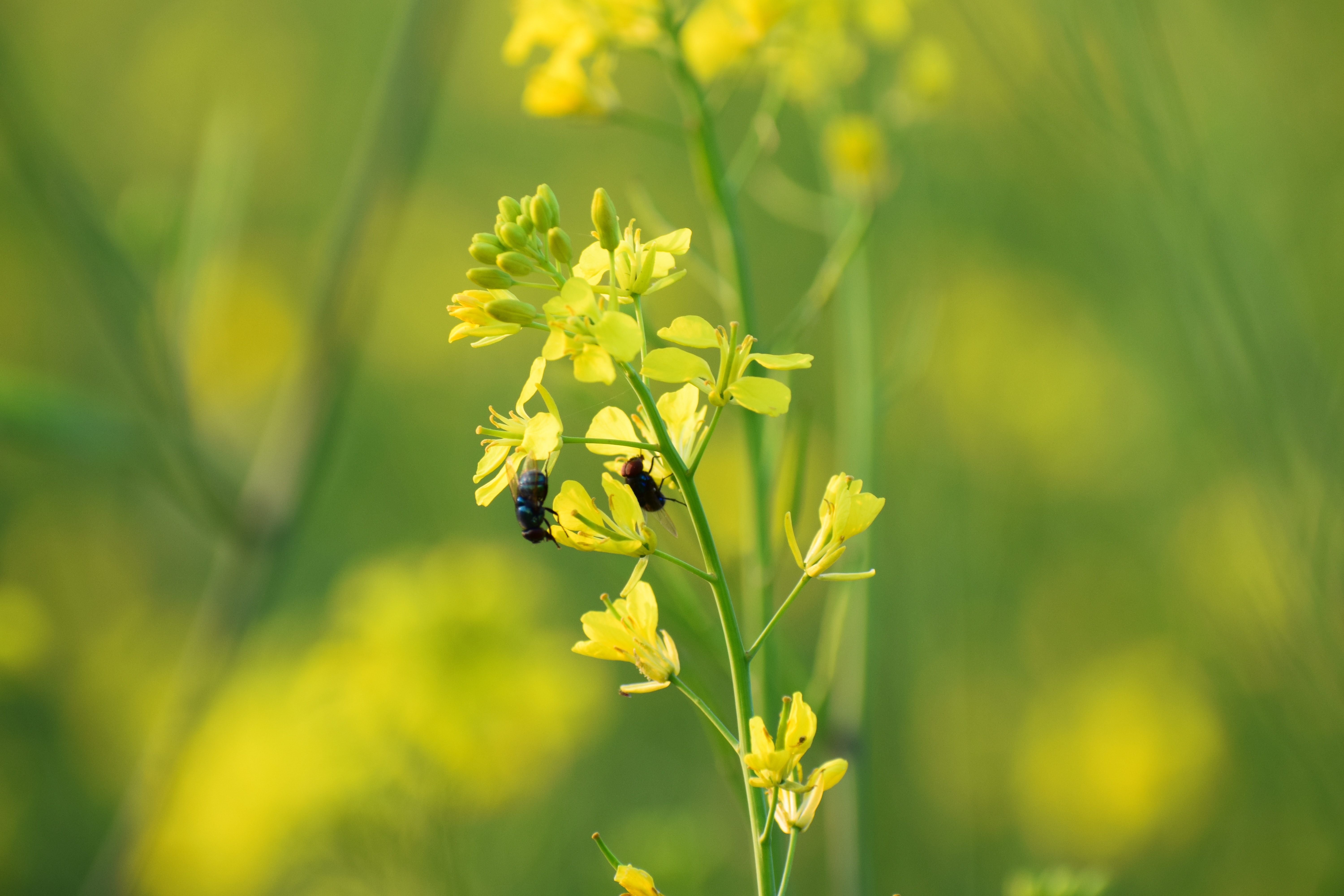 Canola - HD Wallpaper 
