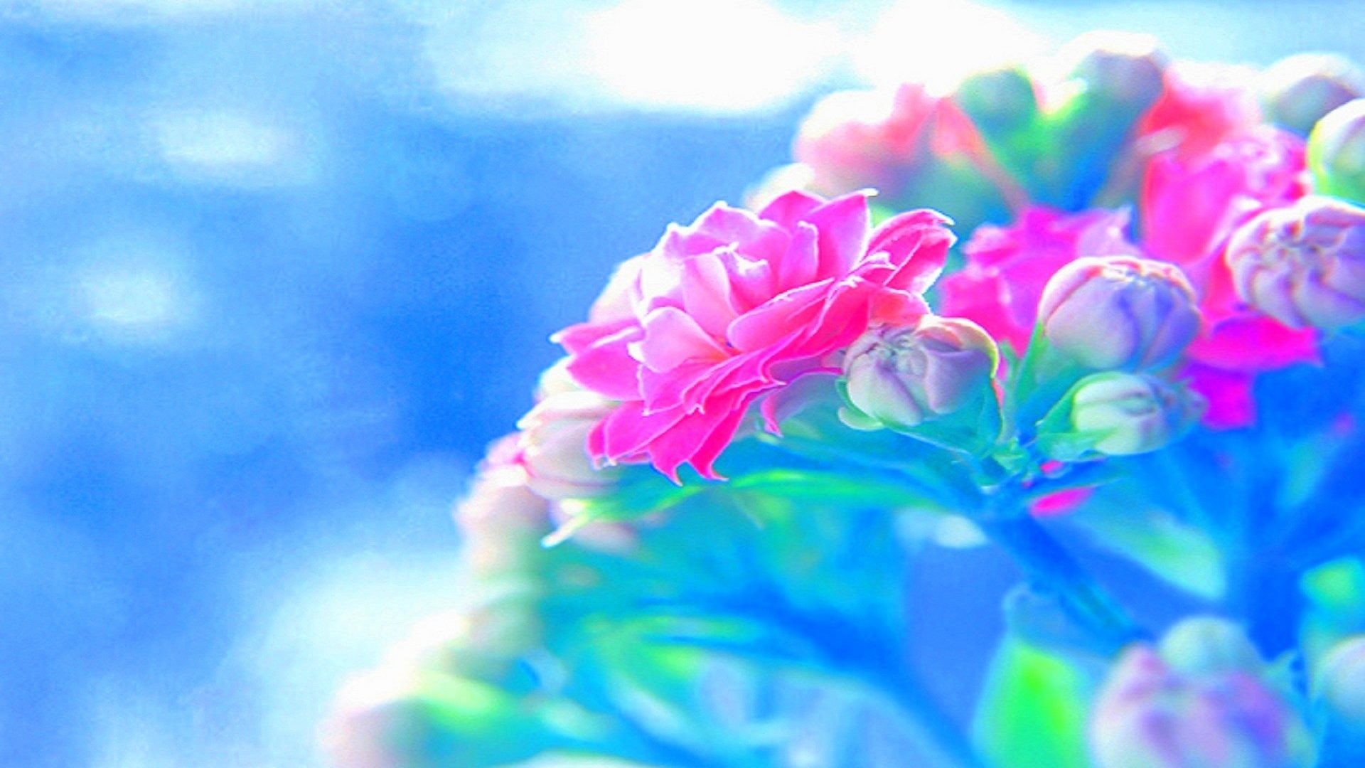 Buds Softness Seasons Cool Roses Flowers Plants Bright - Beautiful Colourful Flower Backgrounds - HD Wallpaper 