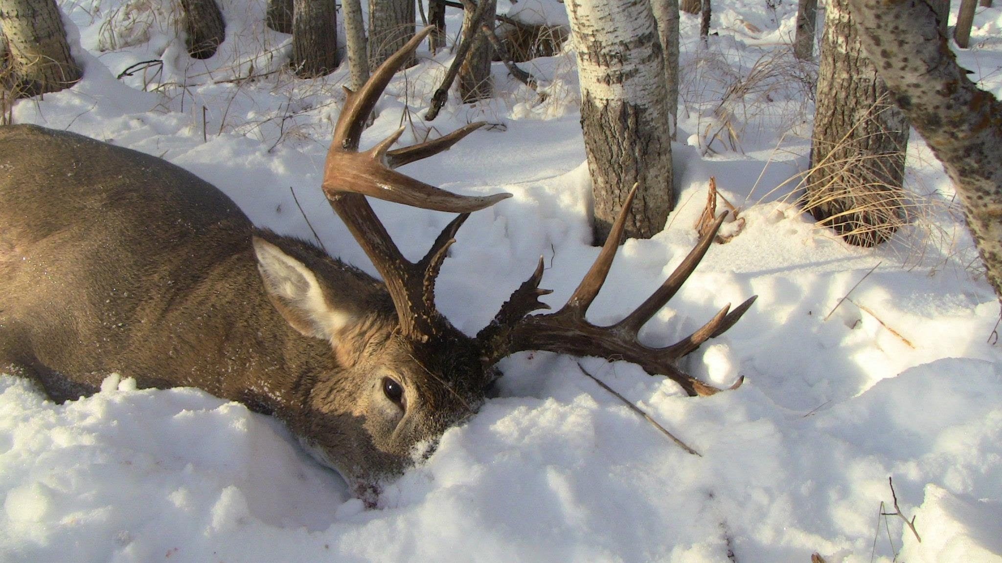 2048x1152, Whitetail Deer Wallpaper Luxury Deer Hunting - Whitetail Deer Shot In Snow - HD Wallpaper 