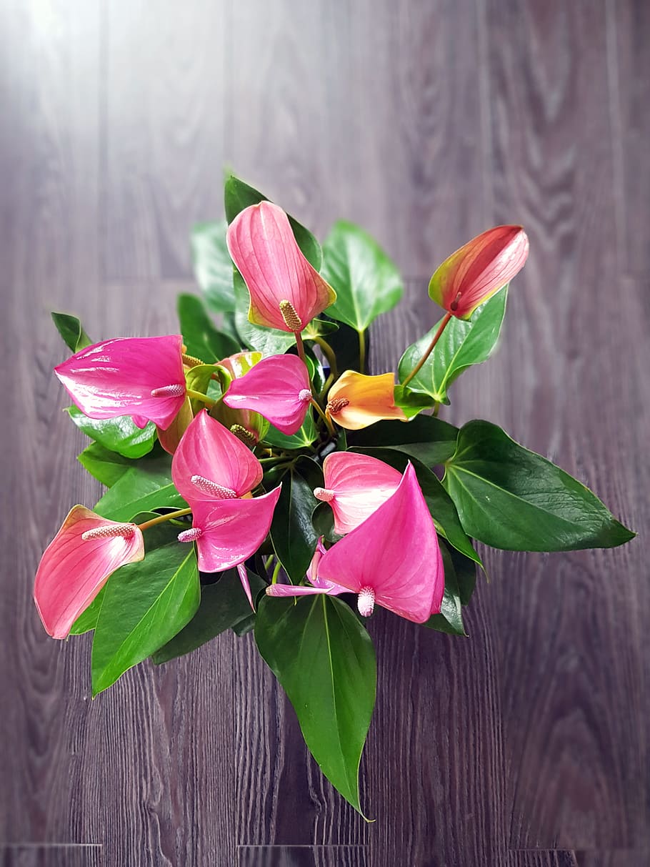 Anthurium, Beauty, Pink, Purple, Flowers, Bloom, Nature, - Bouquet - HD Wallpaper 