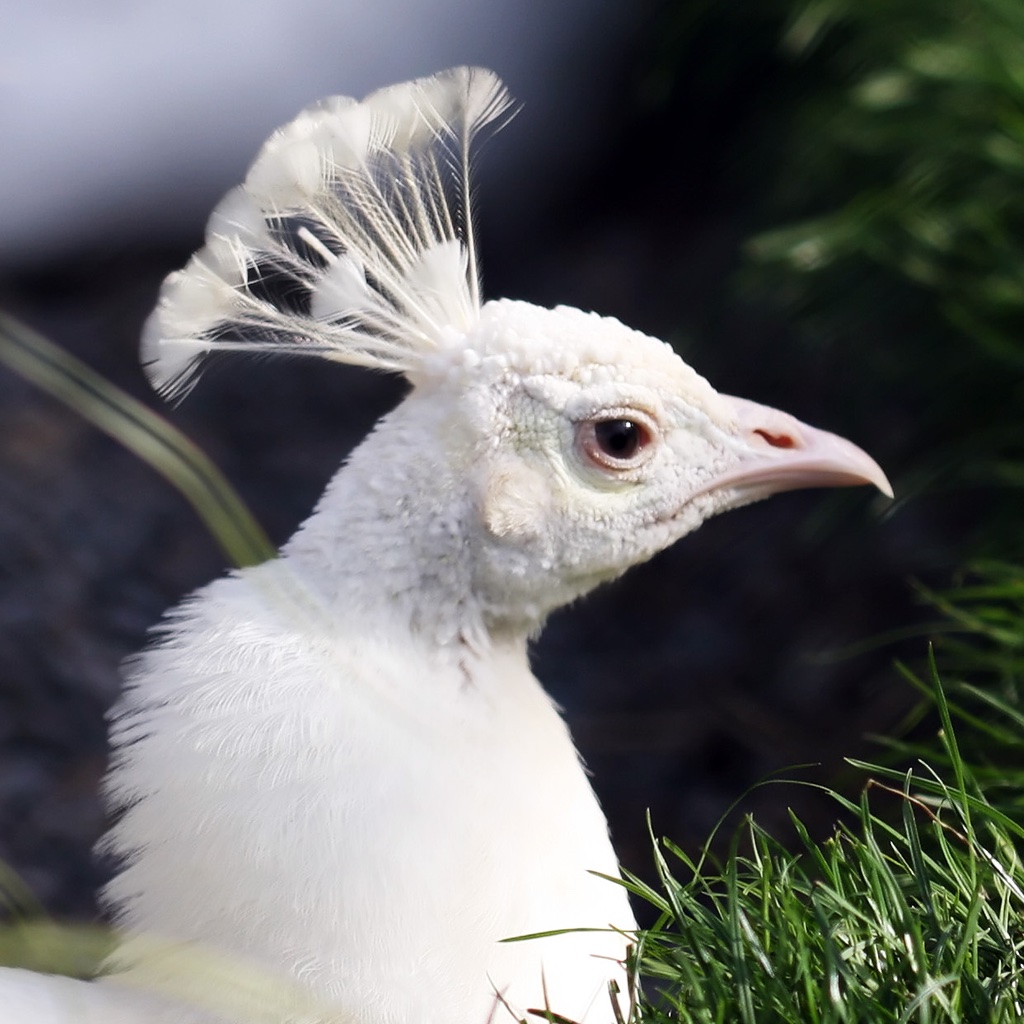 Beautiful White Peacock Hd - HD Wallpaper 