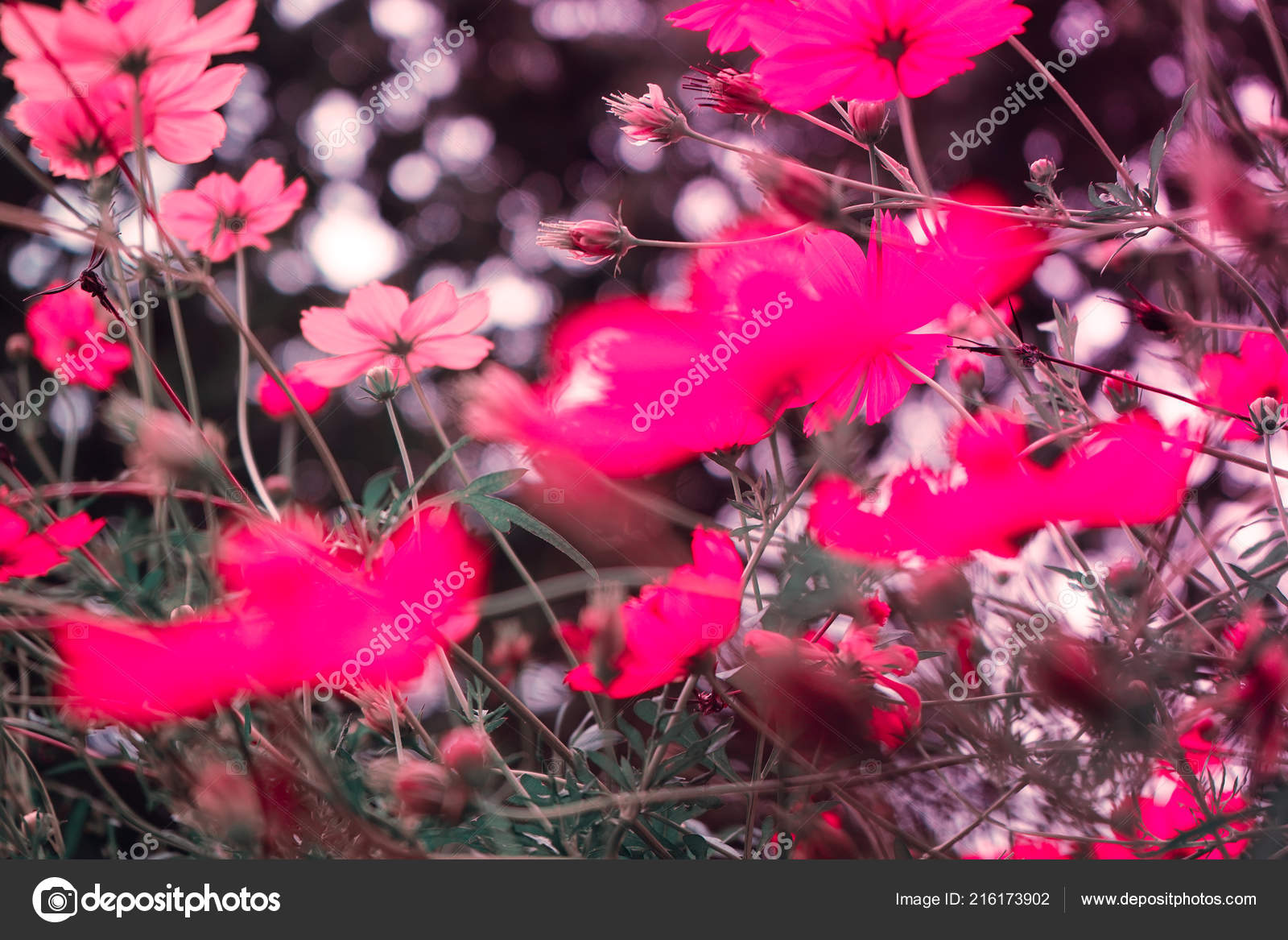 Dianthus - HD Wallpaper 