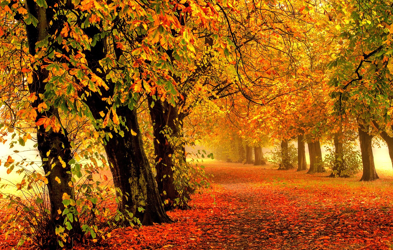 Photo Wallpaper Road, Autumn, Forest, Leaves, Trees, - Nature Autumn - HD Wallpaper 