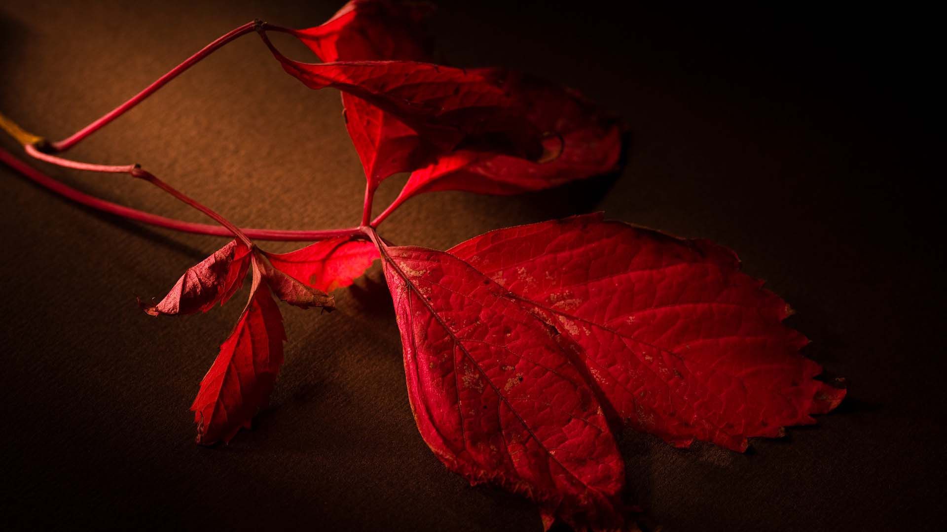 Red Leaves 520 Wallpaper - Wallpaper - HD Wallpaper 