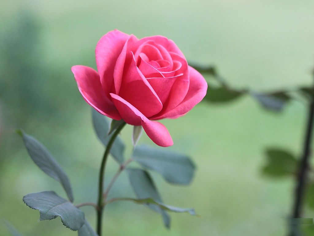 Rose Flower Wallpaper Download - HD Wallpaper 