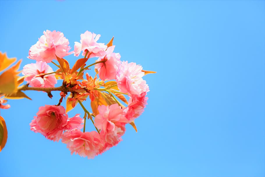 Flower, Nature, Spring, Plant, Pink, Romantic, Beautiful, - Cherry Blossom - HD Wallpaper 