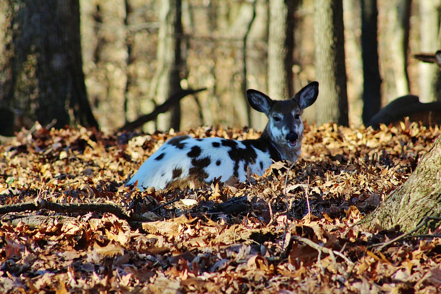 Whitetail Deer Wallpaper - HD Wallpaper 