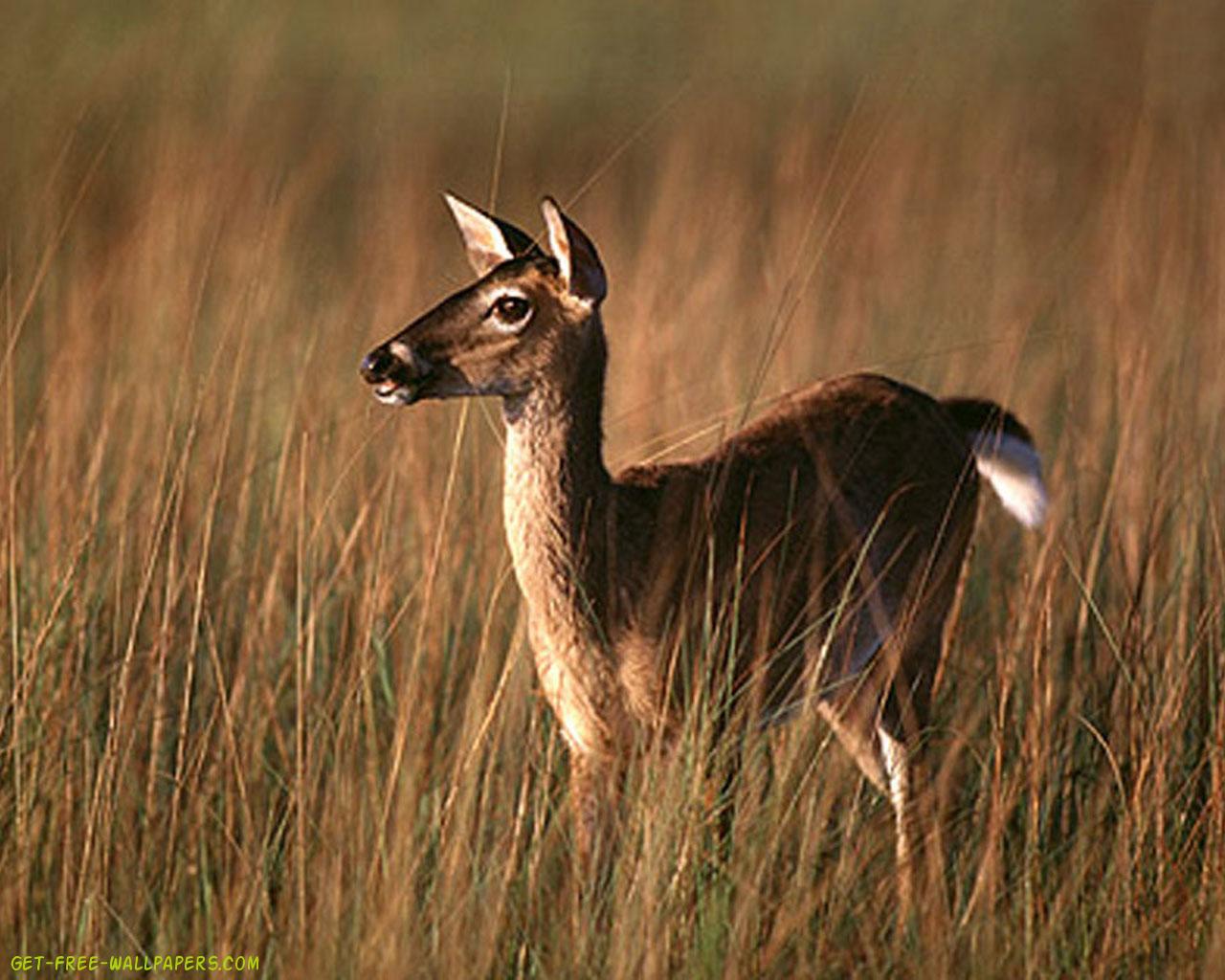 Deer - HD Wallpaper 
