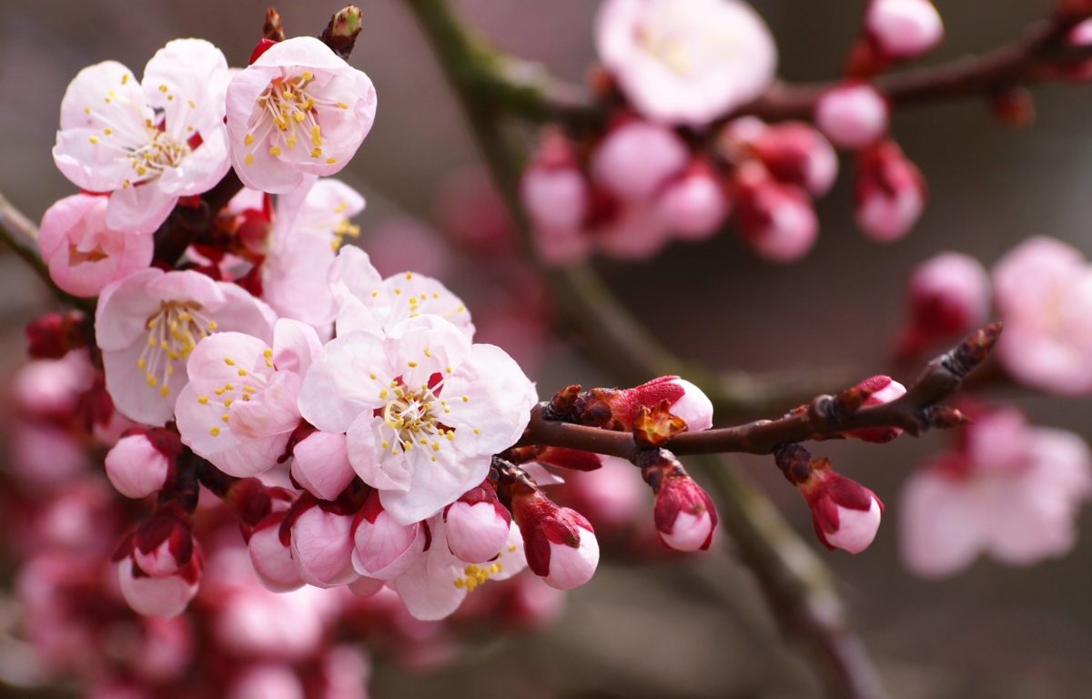 Wallpaper Nature Beauty Pink - Sakura Free Wallpaper Download - HD Wallpaper 