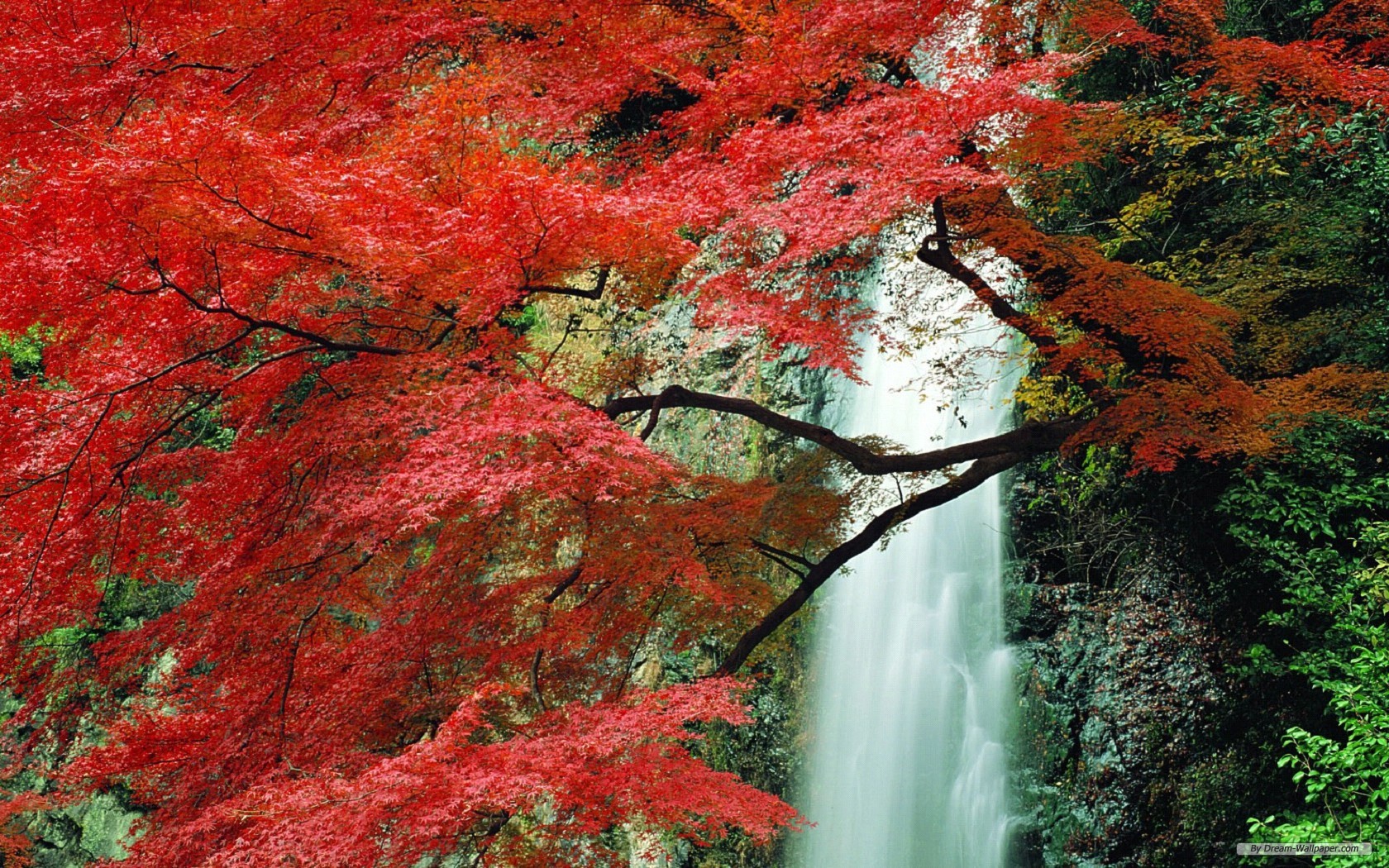 Free Nature Wallpaper - Autumn Trees - HD Wallpaper 