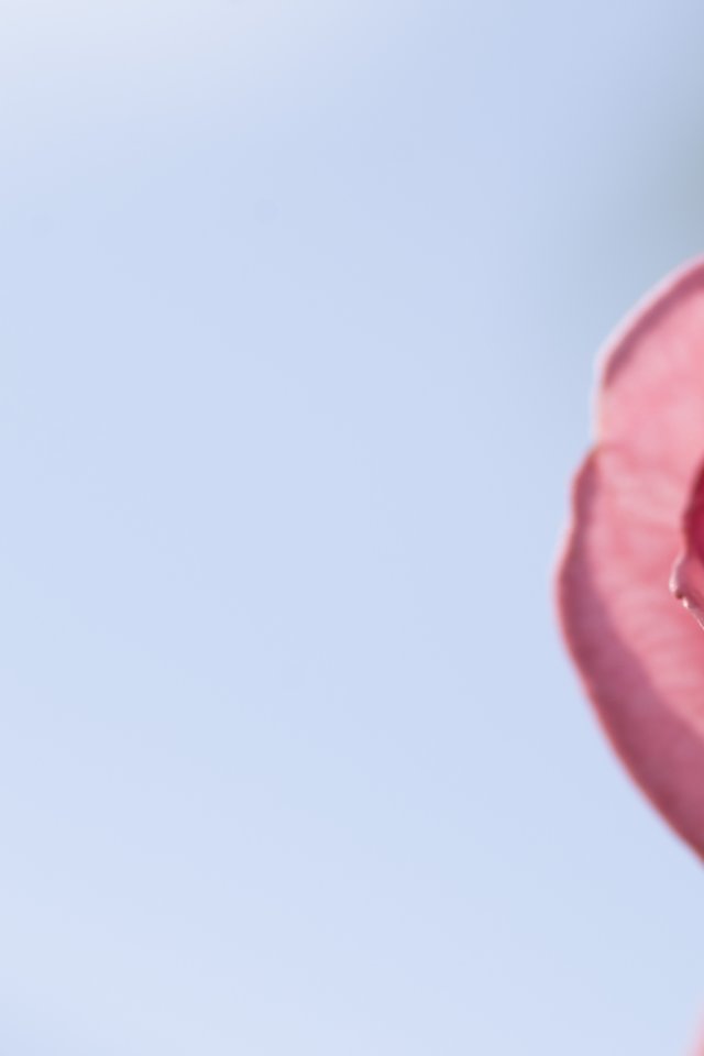 Rose, Pink, Nature, Flower, Fragrance, Beauty, Garden - Close-up - HD Wallpaper 