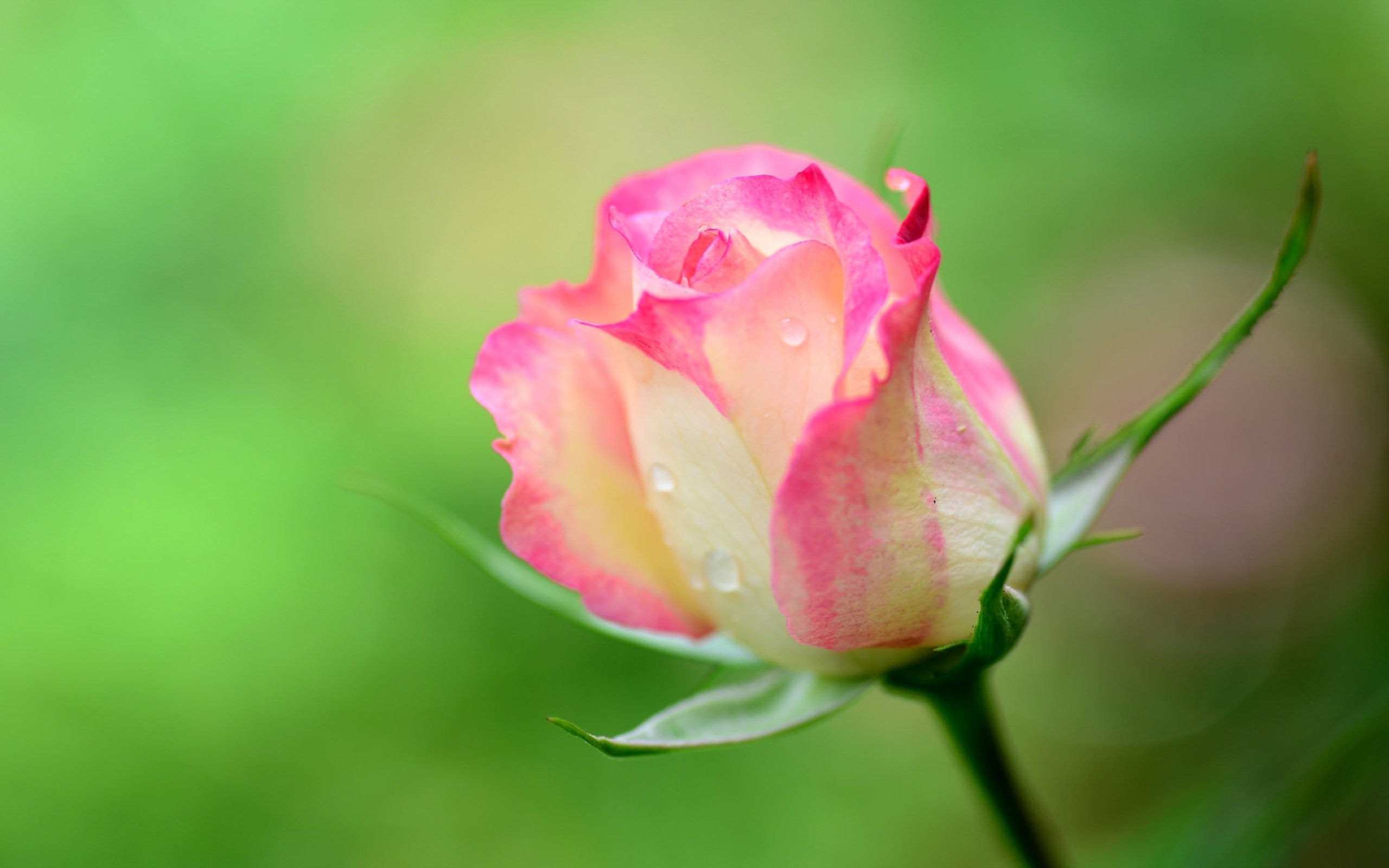 Download Sunset Wallpapers - Rose Bud Close Up - HD Wallpaper 