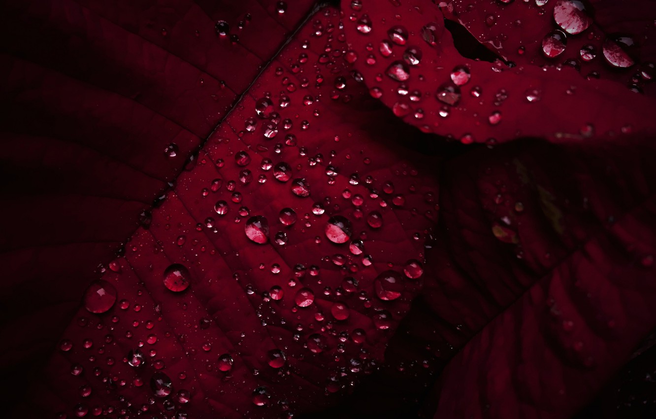 Photo Wallpaper Red, Nature, Macro, Dew, Sheet - HD Wallpaper 