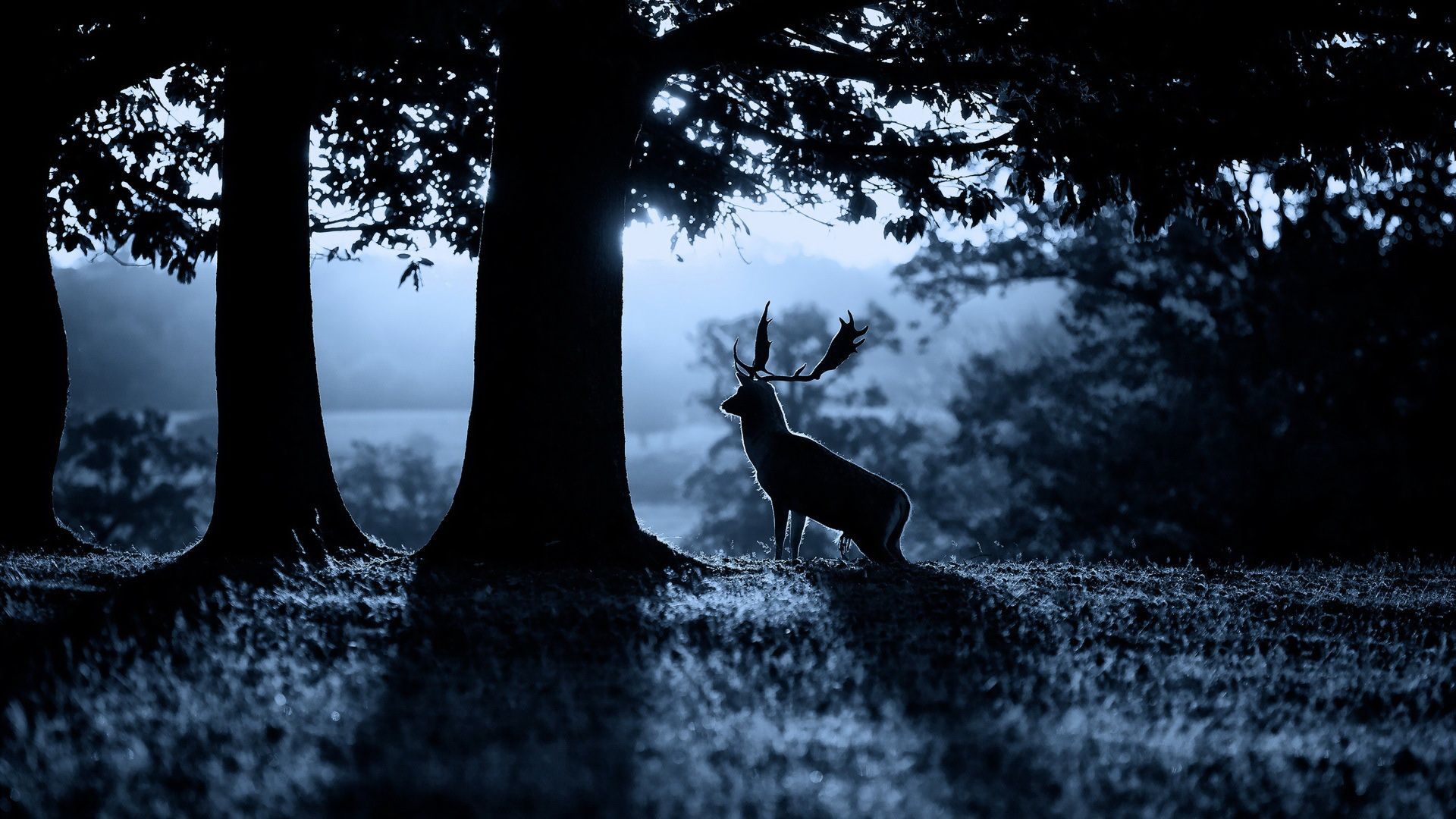 Free Whitetail Deer Wallpapers Wallpaper - Beautiful Forest Scene Hd - HD Wallpaper 