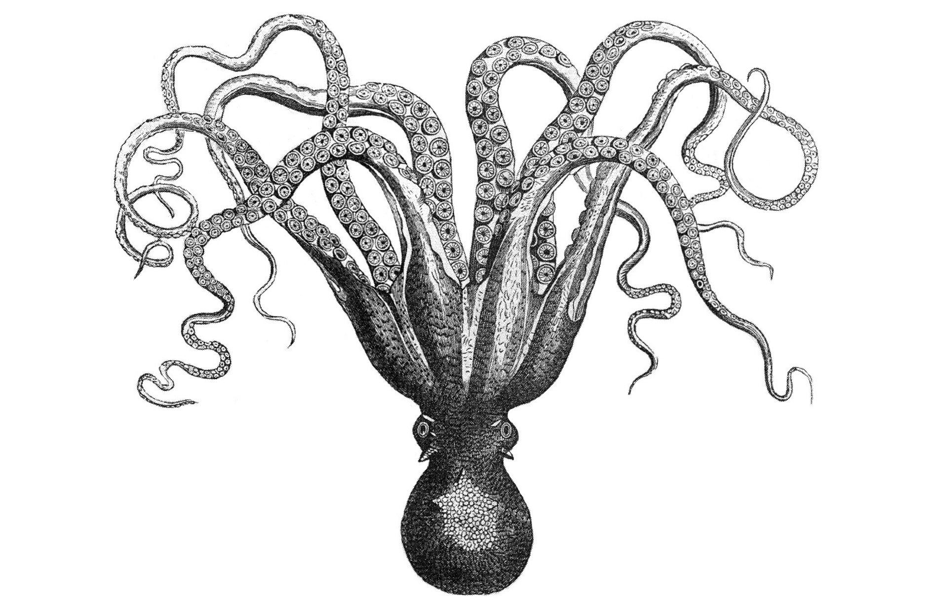 Octopus Wallpaper Desktop - HD Wallpaper 