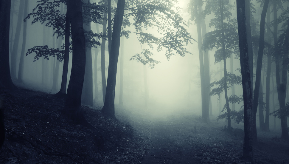 Nature, Landscape, Creepy, Deep, Forest, Road, Misty, - Dark Forest - HD Wallpaper 