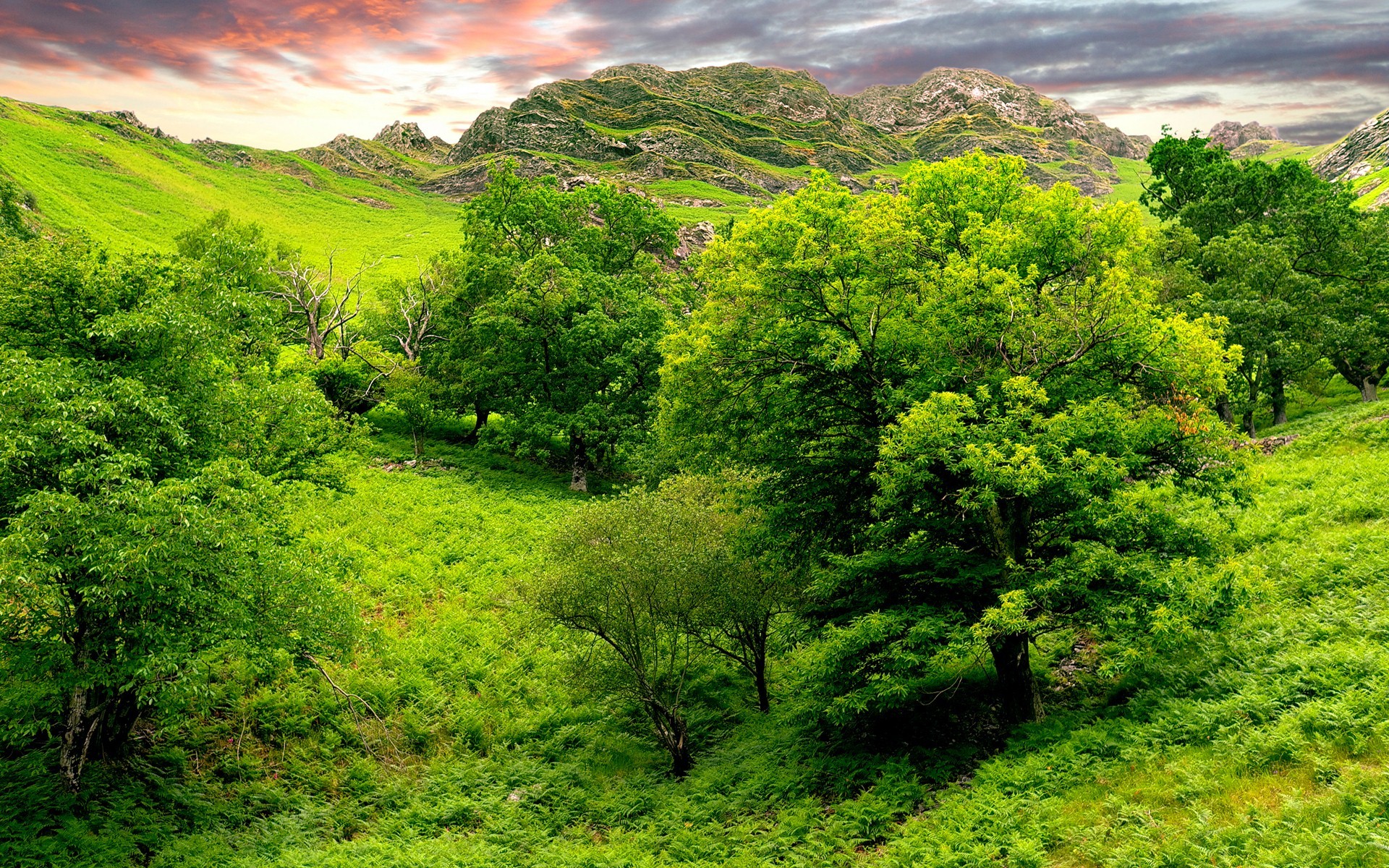 Beautiful Green Nature Pic - Landscape Wallpaper Green - 1920x1200