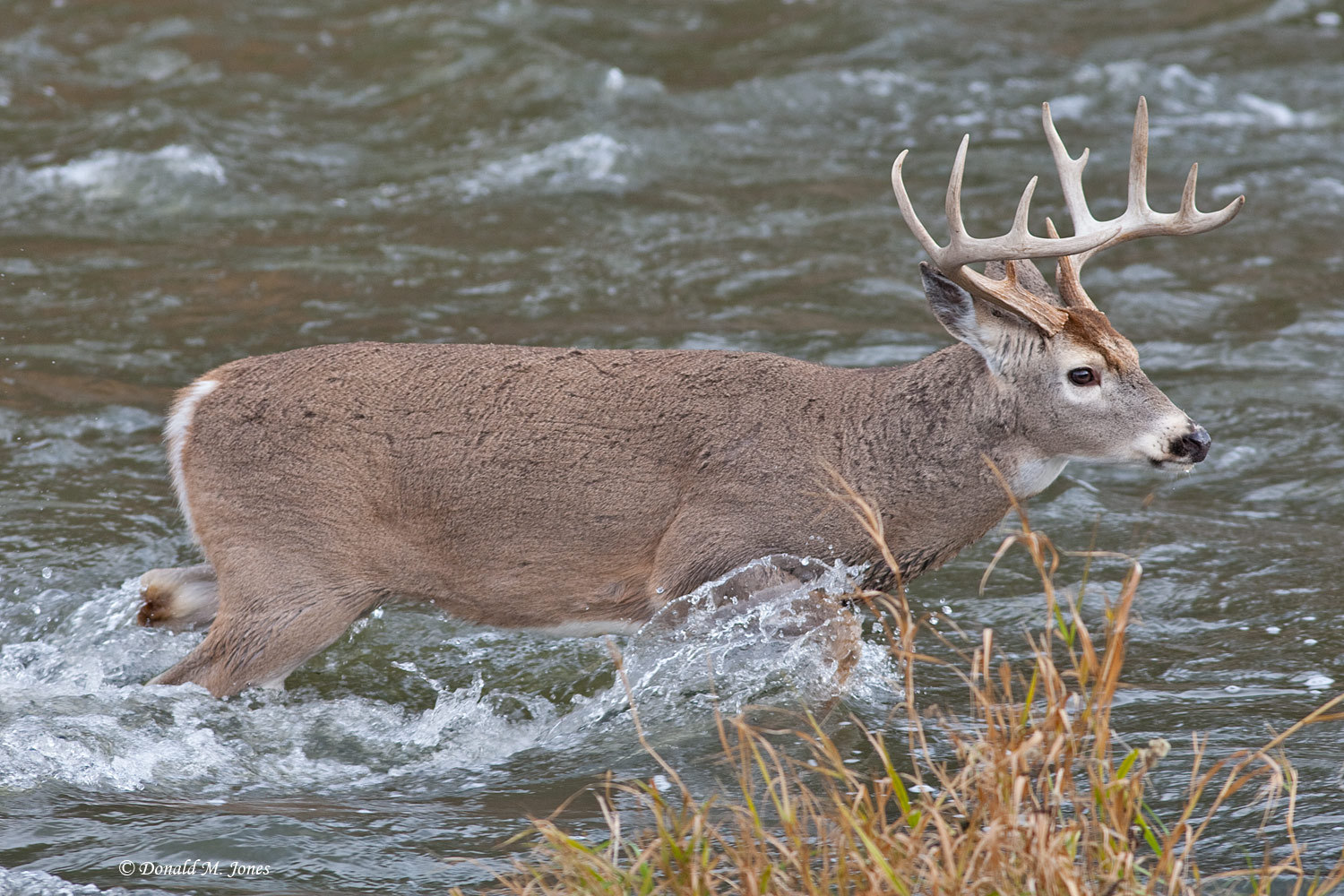 Whitetail Deer - HD Wallpaper 