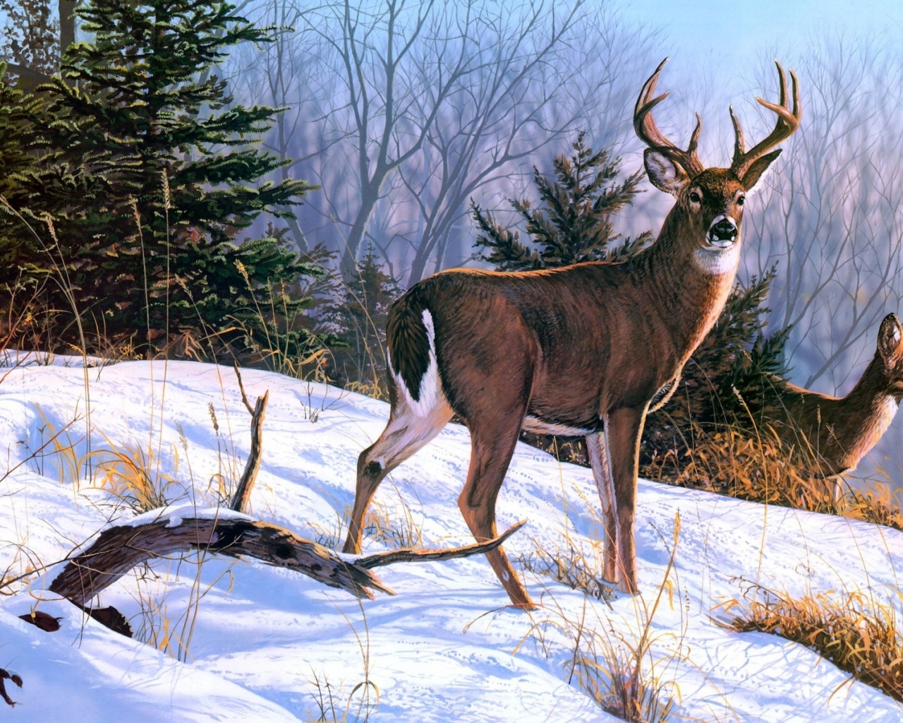 Winter Deer - HD Wallpaper 